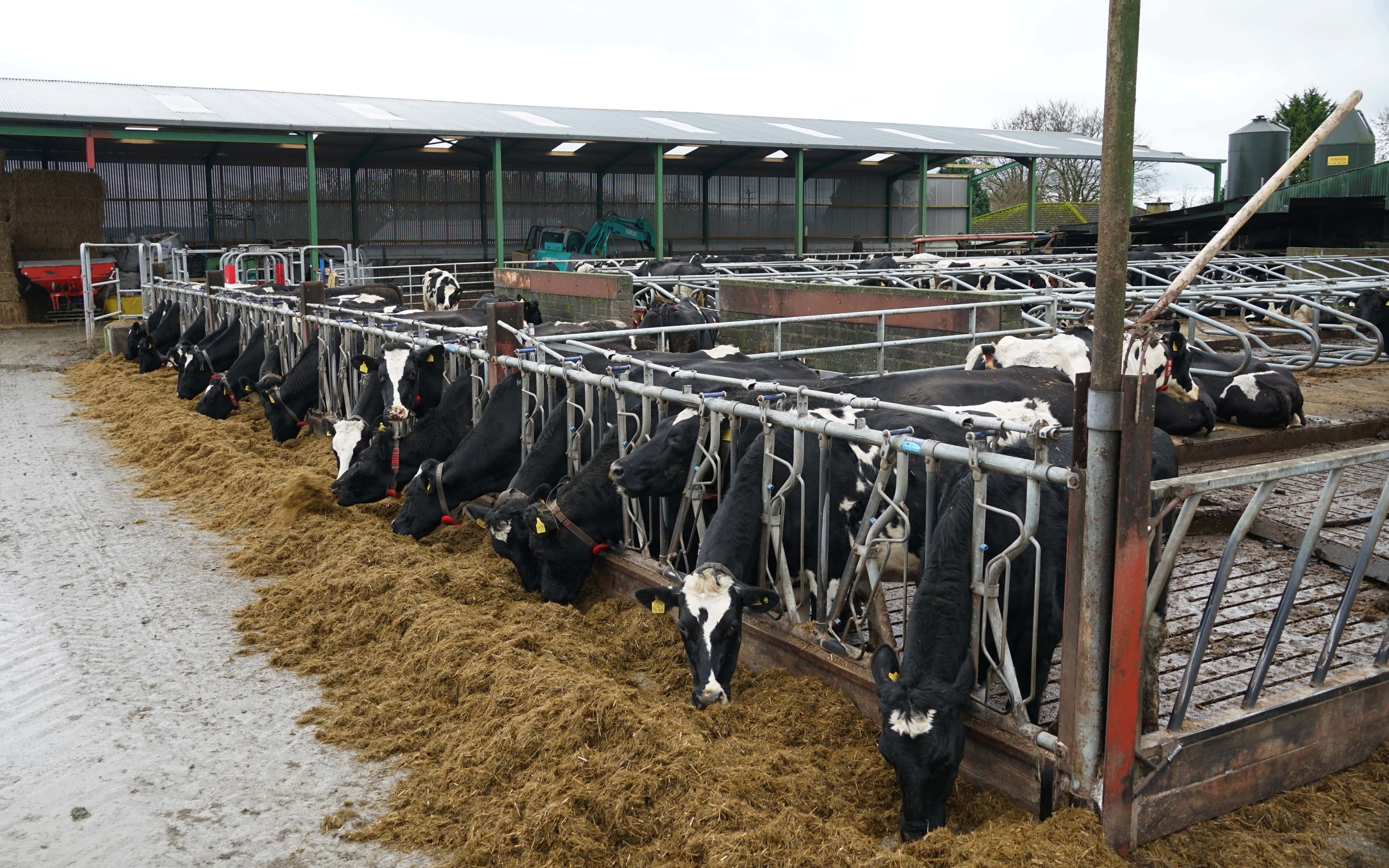The 140 cow herd at Mallow has been robotically milked since 2019