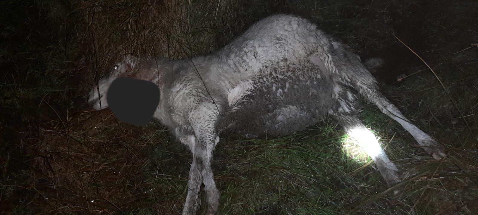 The ram killed in the dog attack. Source of image and edits: Pat Harrington