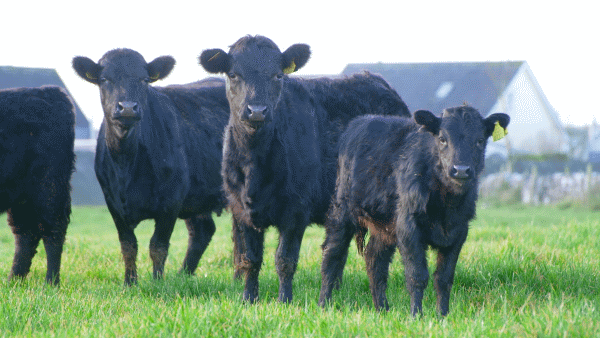 Dexter cattle