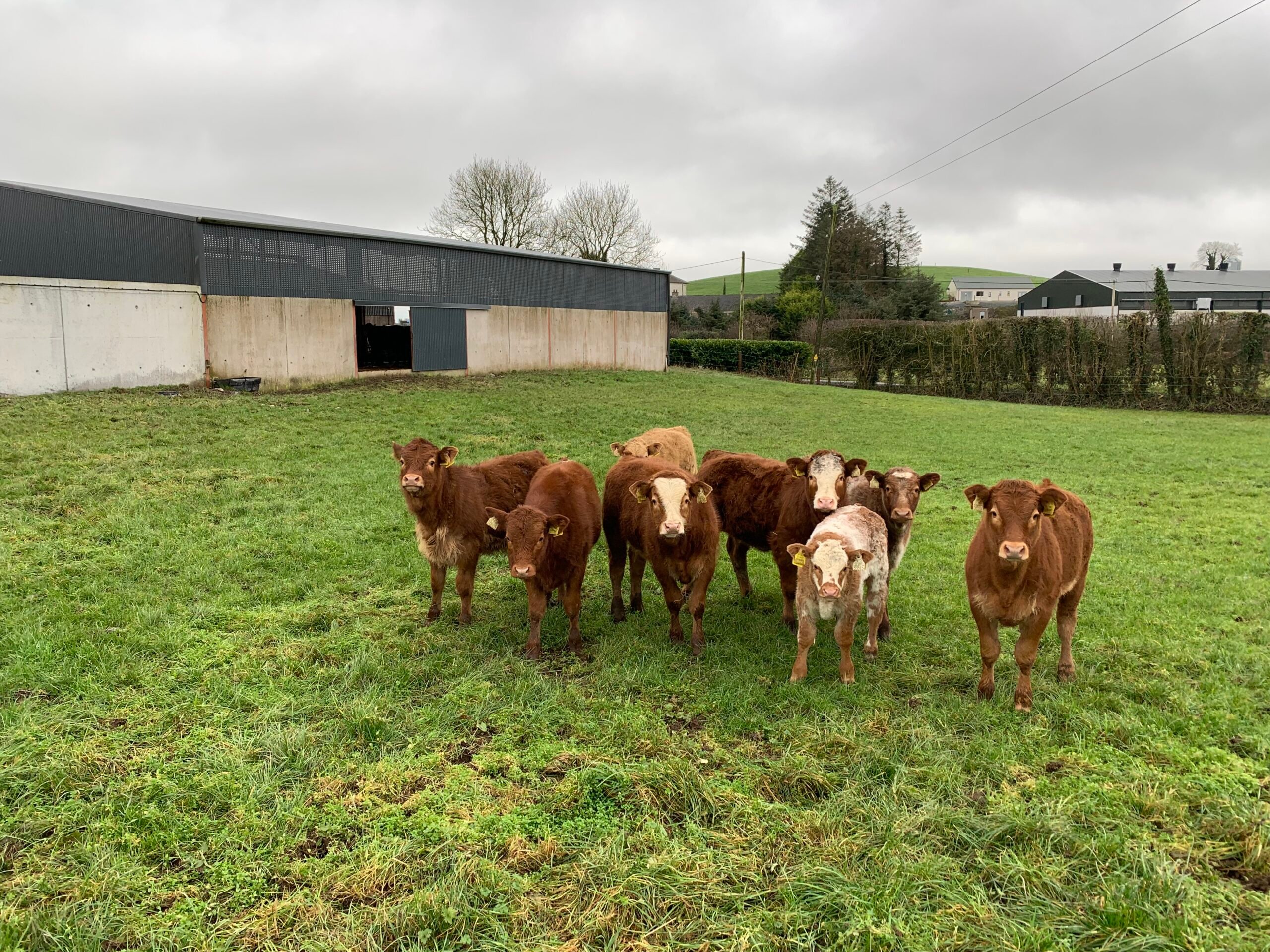 Some of the autumn-born calves on the farm. Calves can return to the dry-bedded area of the shed via the door in the background