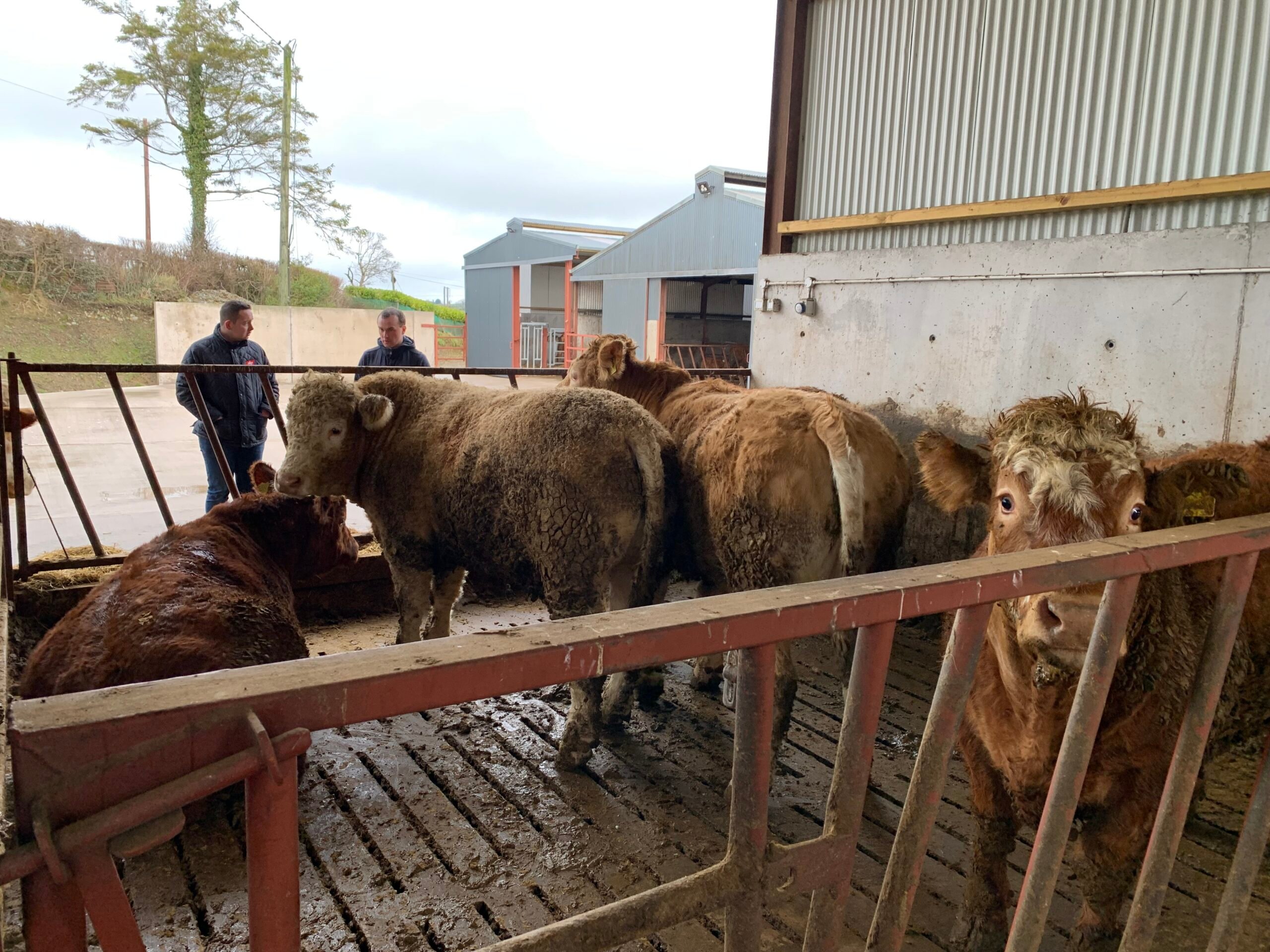 Some of the beef cattle in the shed