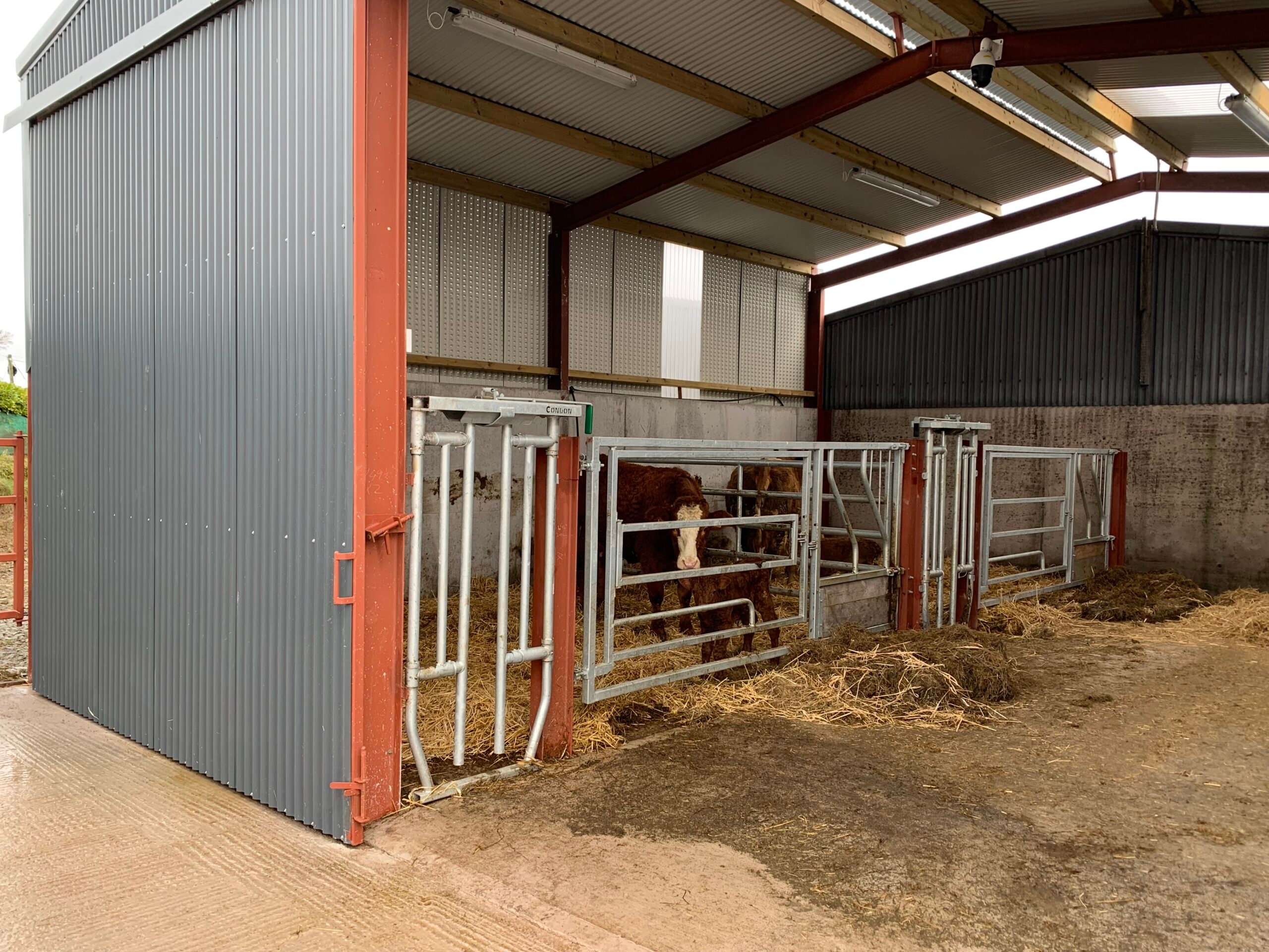 Each pen has a calving gate available if necessary for safety purposes