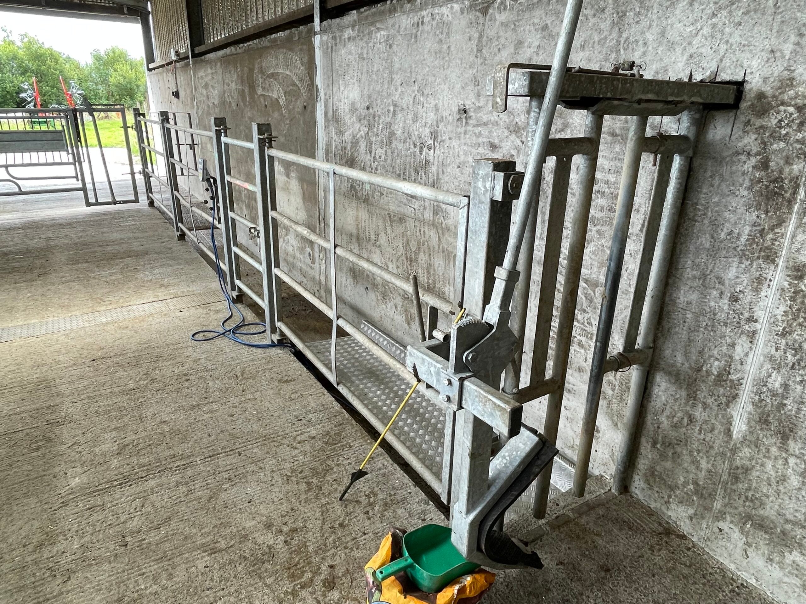The floor of the chute is lower than the surface at the side, allowing Pat to view the cattle in the chute from a more elevated level
