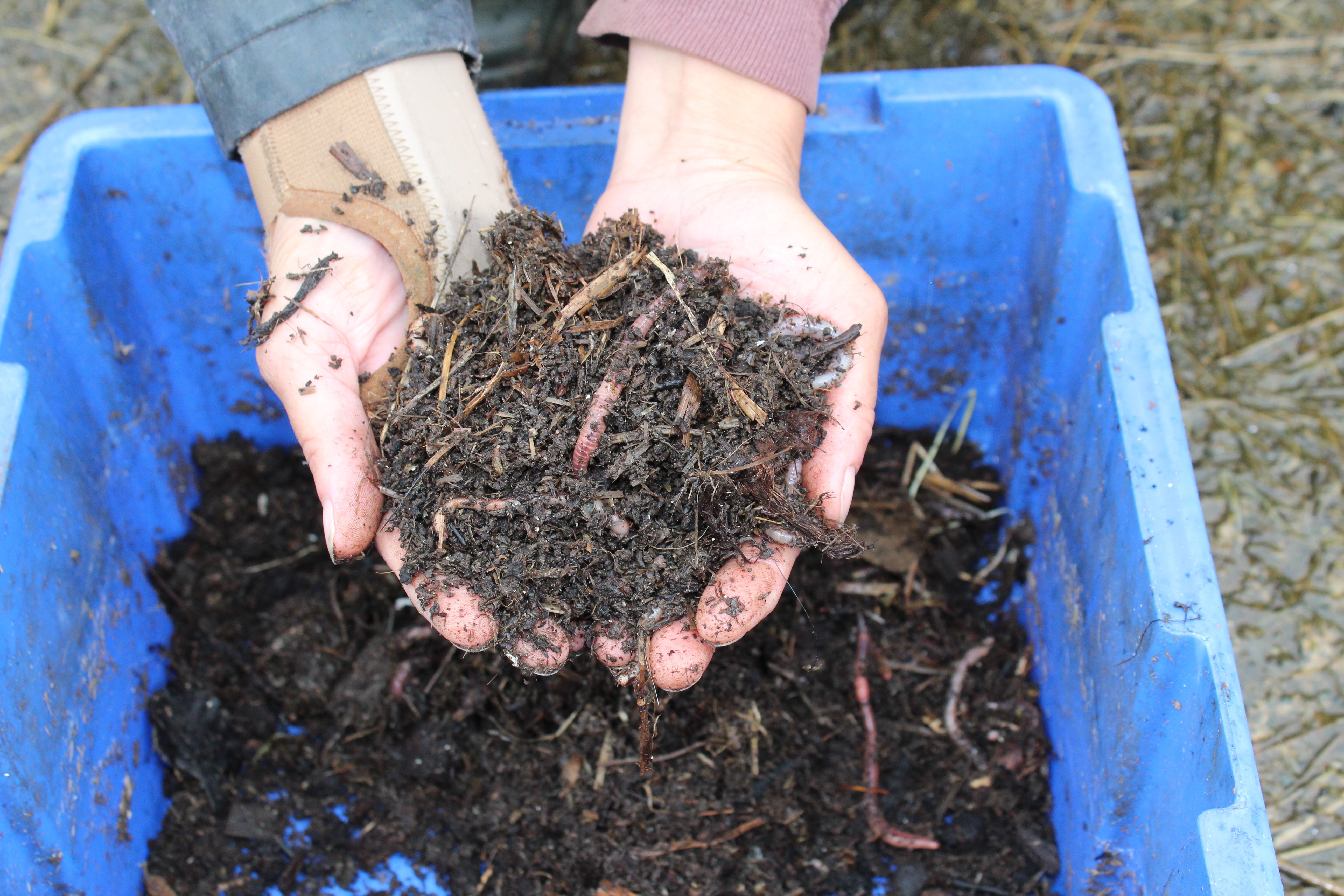 Earthworms are key drivers of soil fertility
