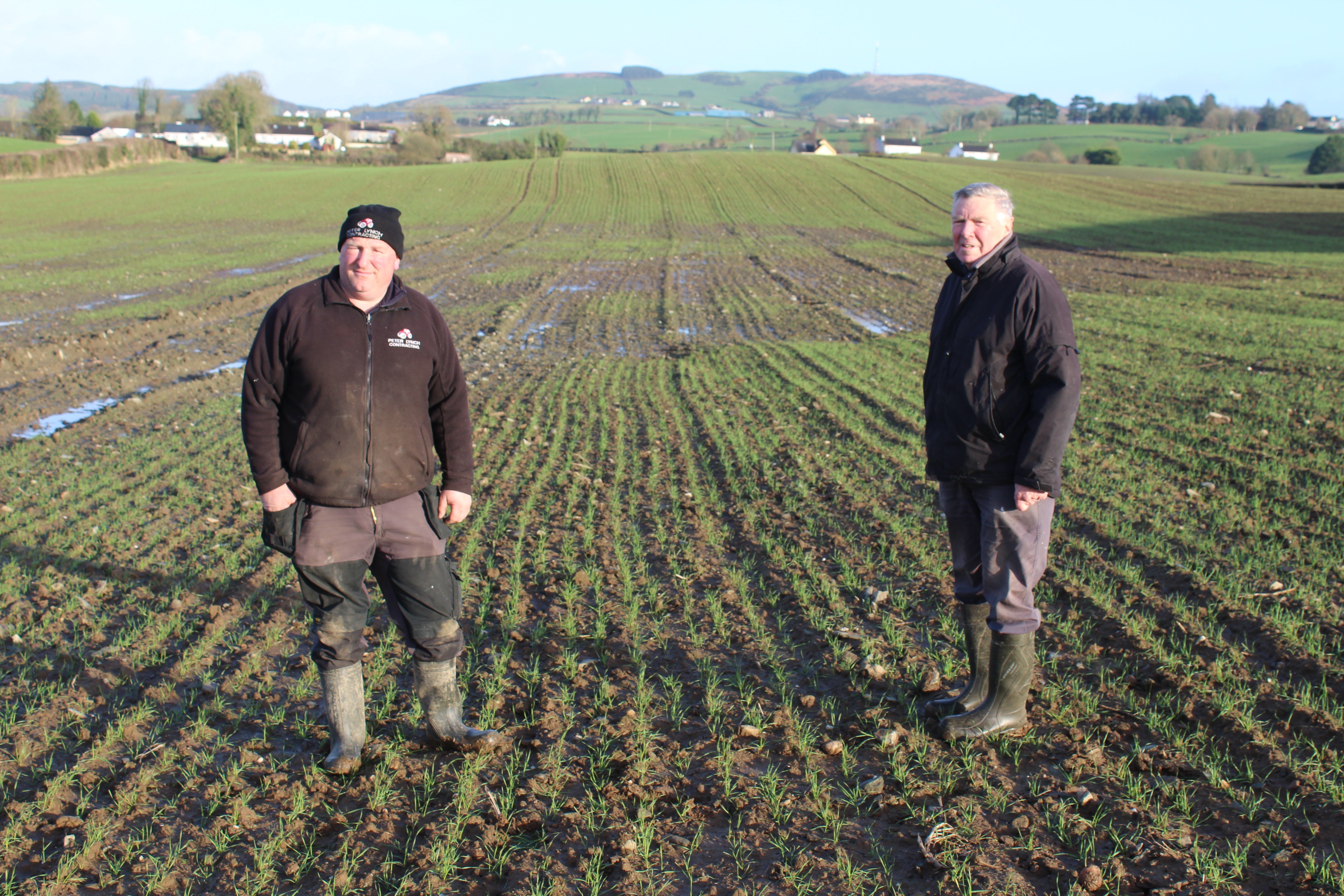 Winter wheat crops are struggling on the Lynch farm at the present time