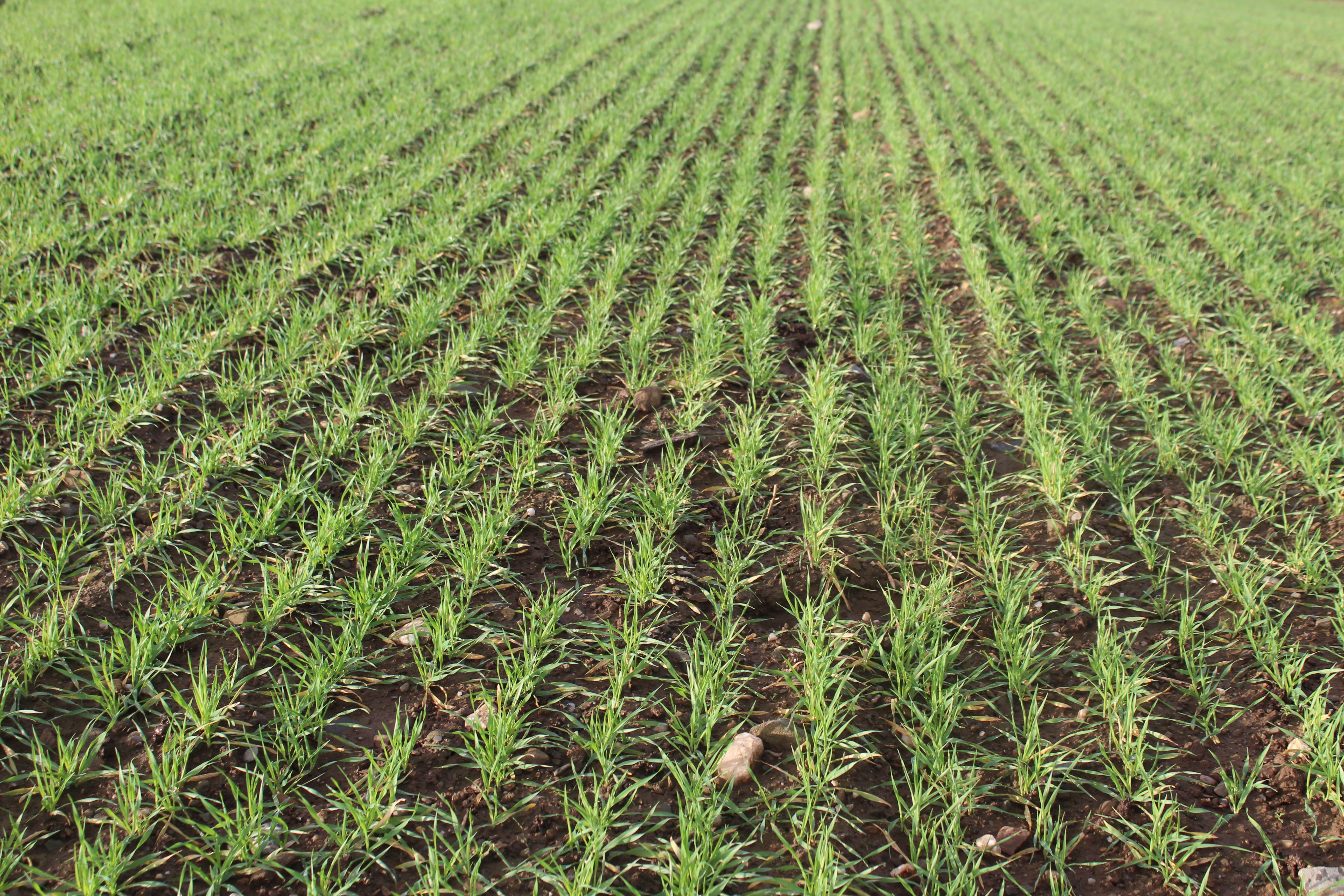 Winter barley crops are looking well on the Lynch farm right now