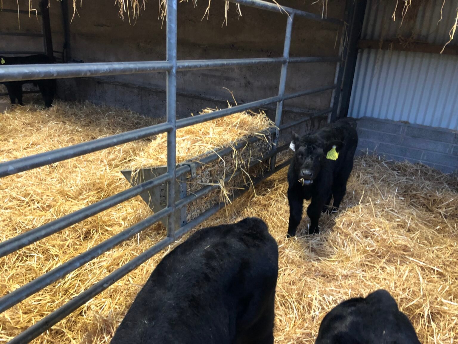 Calves have access to straw for eating from a hay rack