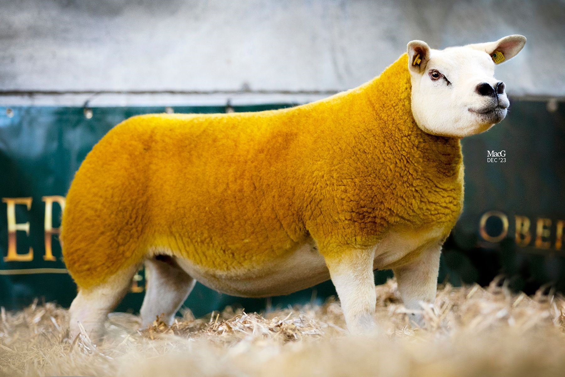 Lot 19 from the upcoming sale Source: North East Irish Texel Club