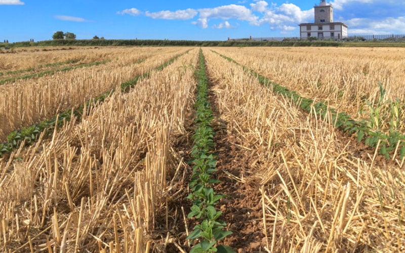The cultivated strip with with emerging crop benefits from the undisturbed soil on either side