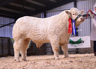 Dalehill Teddy