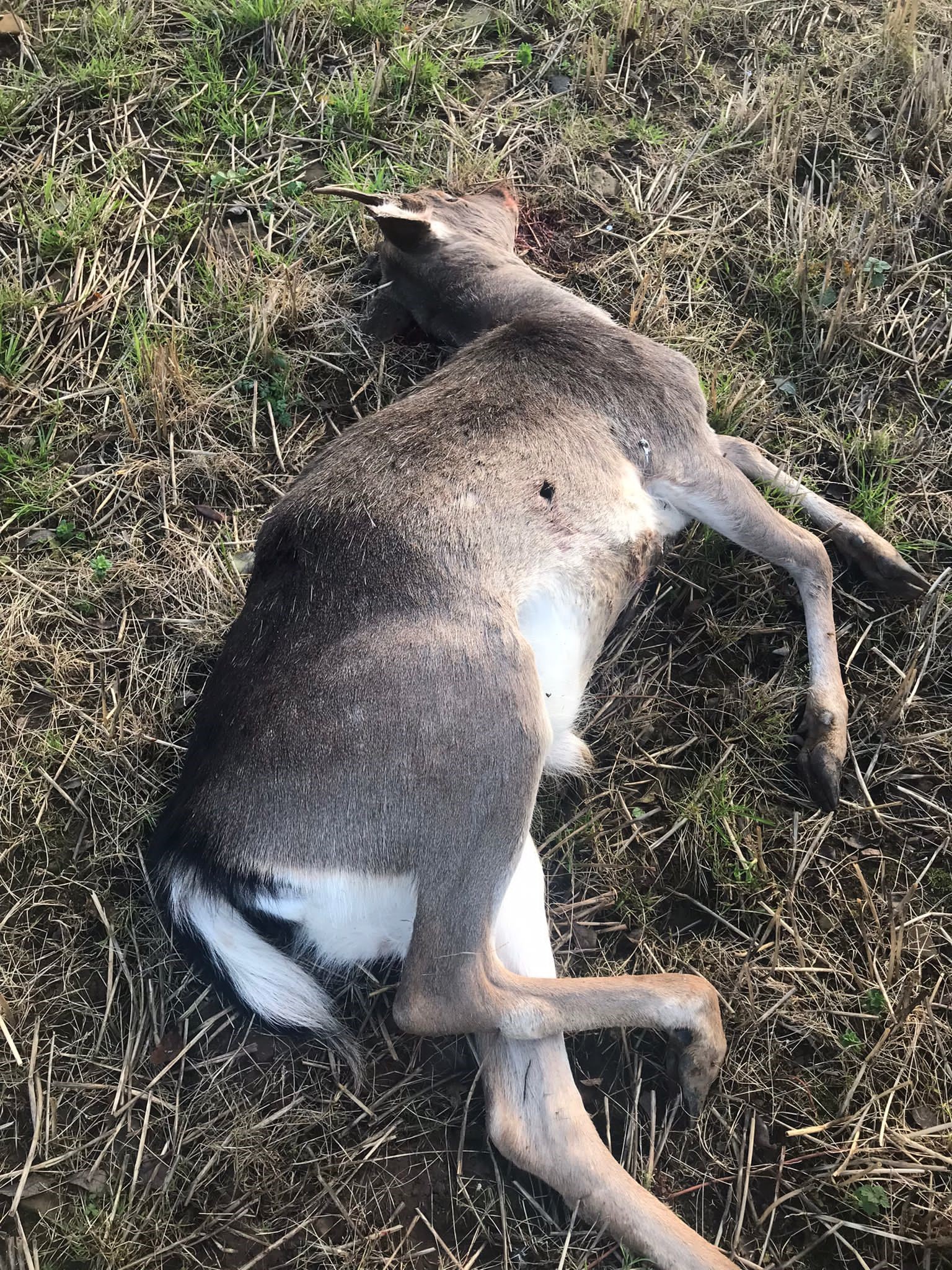 Source: Irish Deer Commission