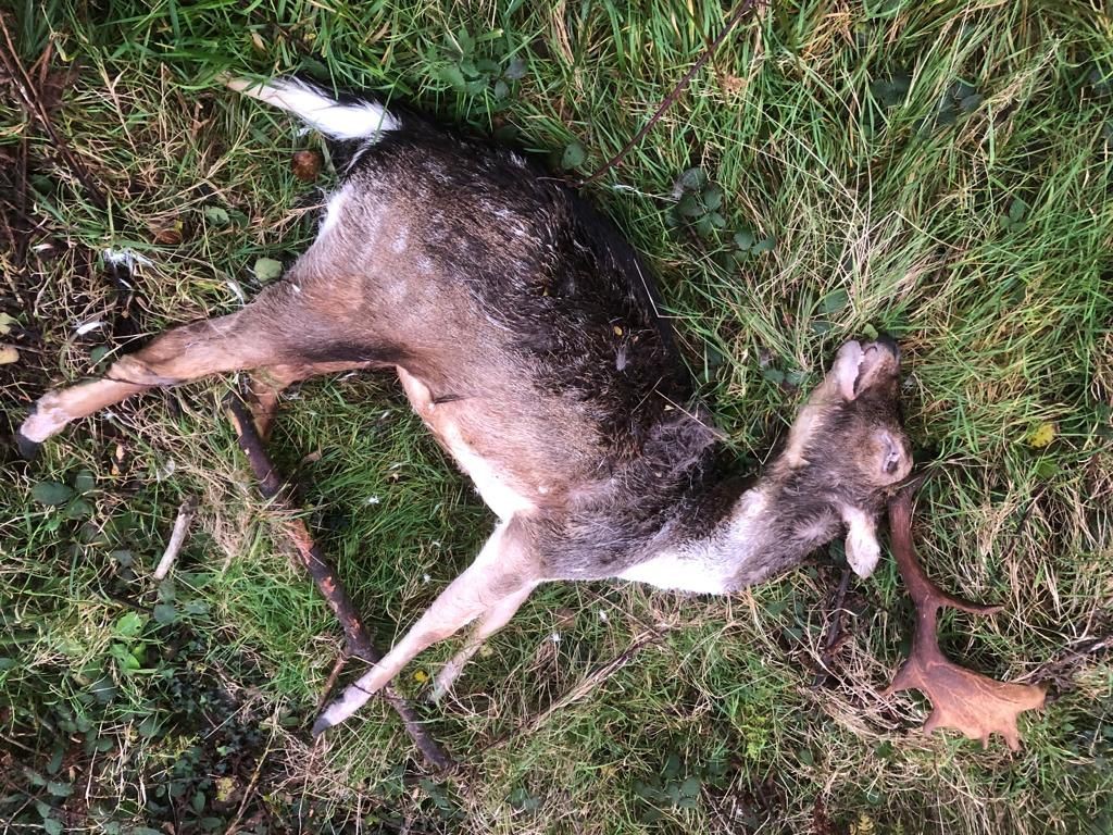 Source: Irish Deer Commission