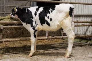 Emerald STA Chief Rhapsody ET, sold for 6,000gns. Image: Emerald Holsteins