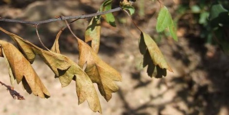 Fireblight 'Shepards stick' symptoms on hawthorn shoot. Source: DAFM
