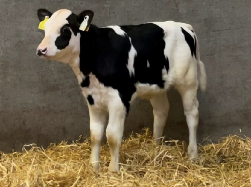 Leagh Lamborghini sold for 12,000gnsImage: Leagh Holsteins