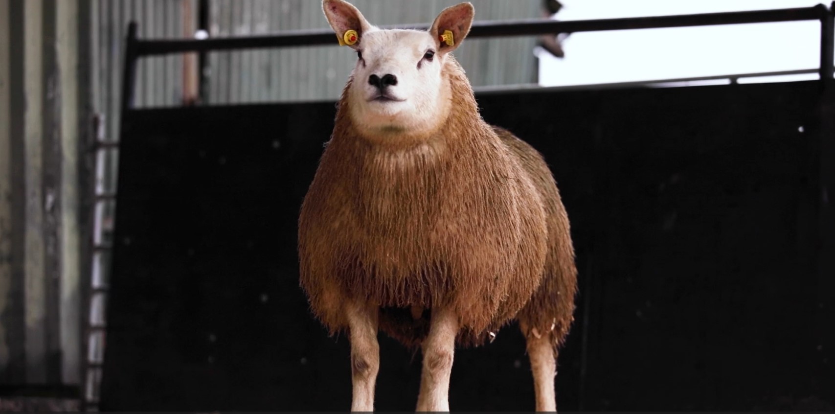 Proceeds from the sale of this ewe lamb will go to charity Source: North East Irish Texel Club