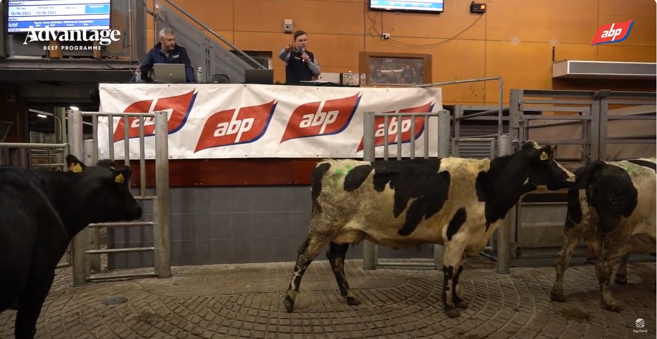 Dairy-cow demonstration on the night