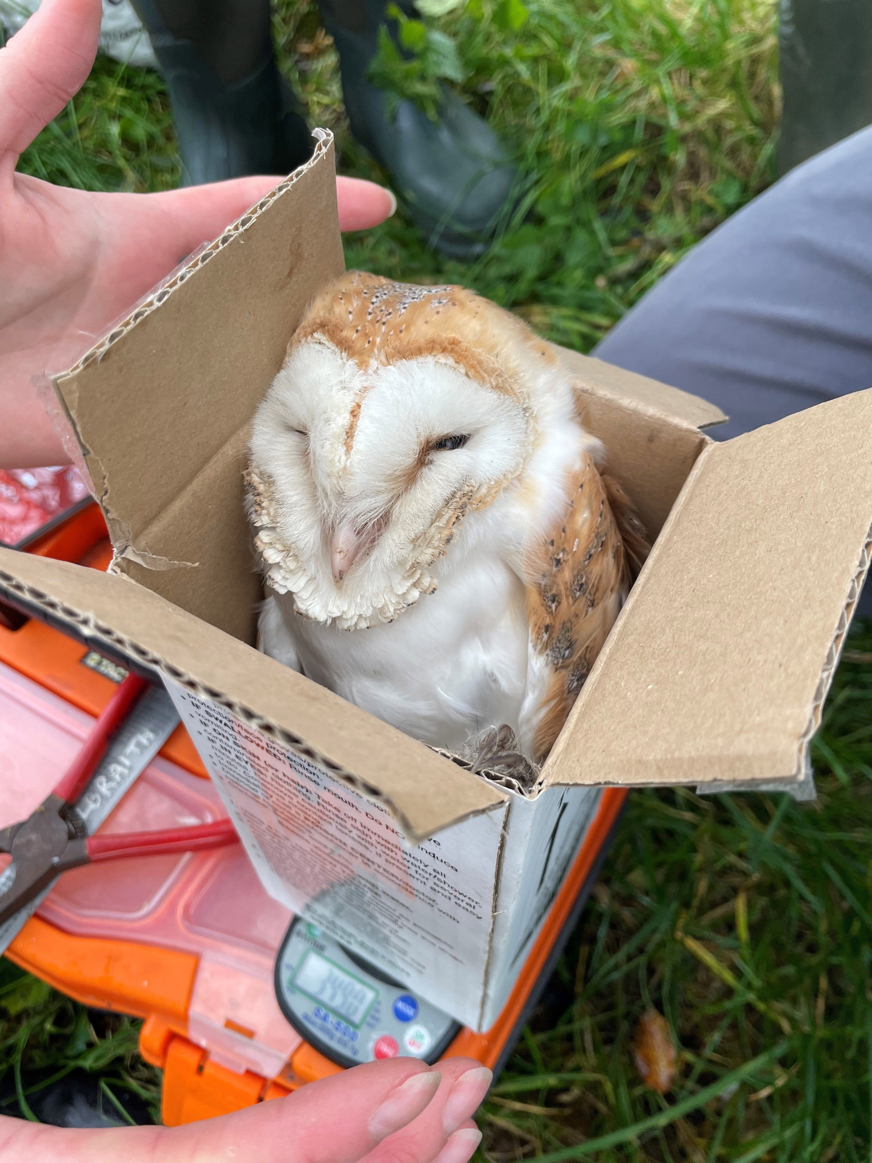 Barn owl chick being weighed Source: Ulster Wildlife