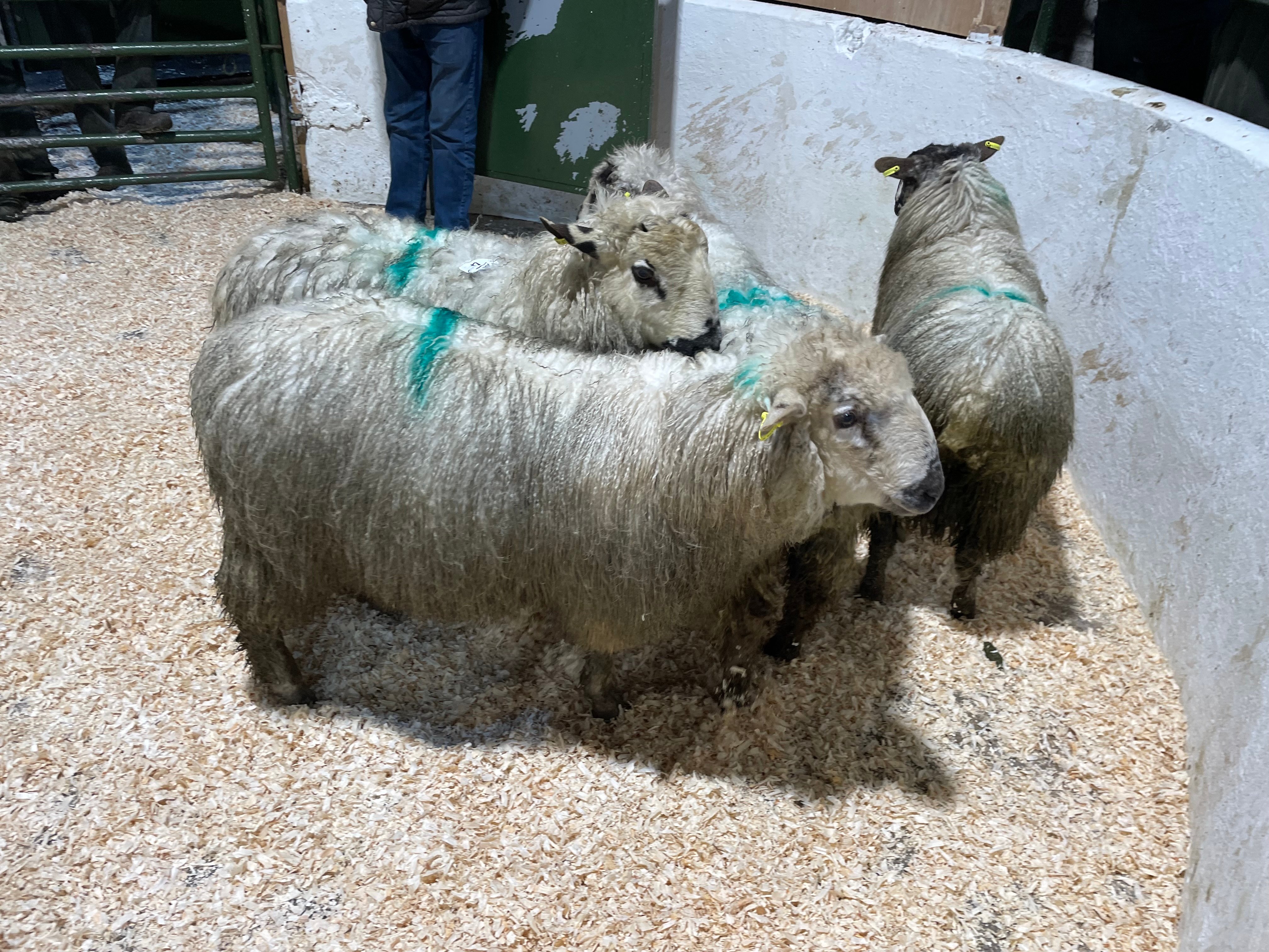 These four lambs weighed 57kg and sold for €153/head