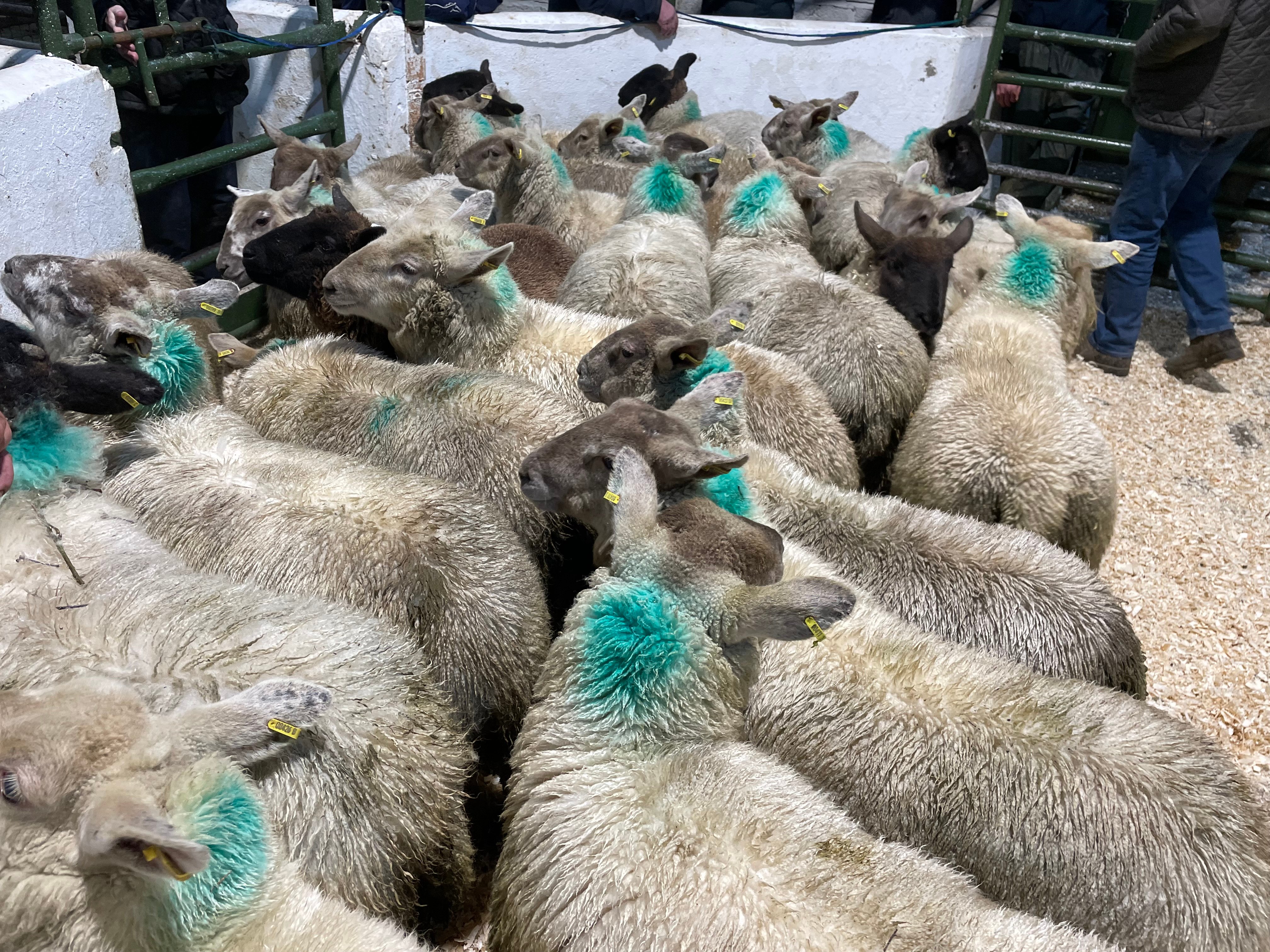 These 25 ewe and weather lambs weighing 47kg sold for €147