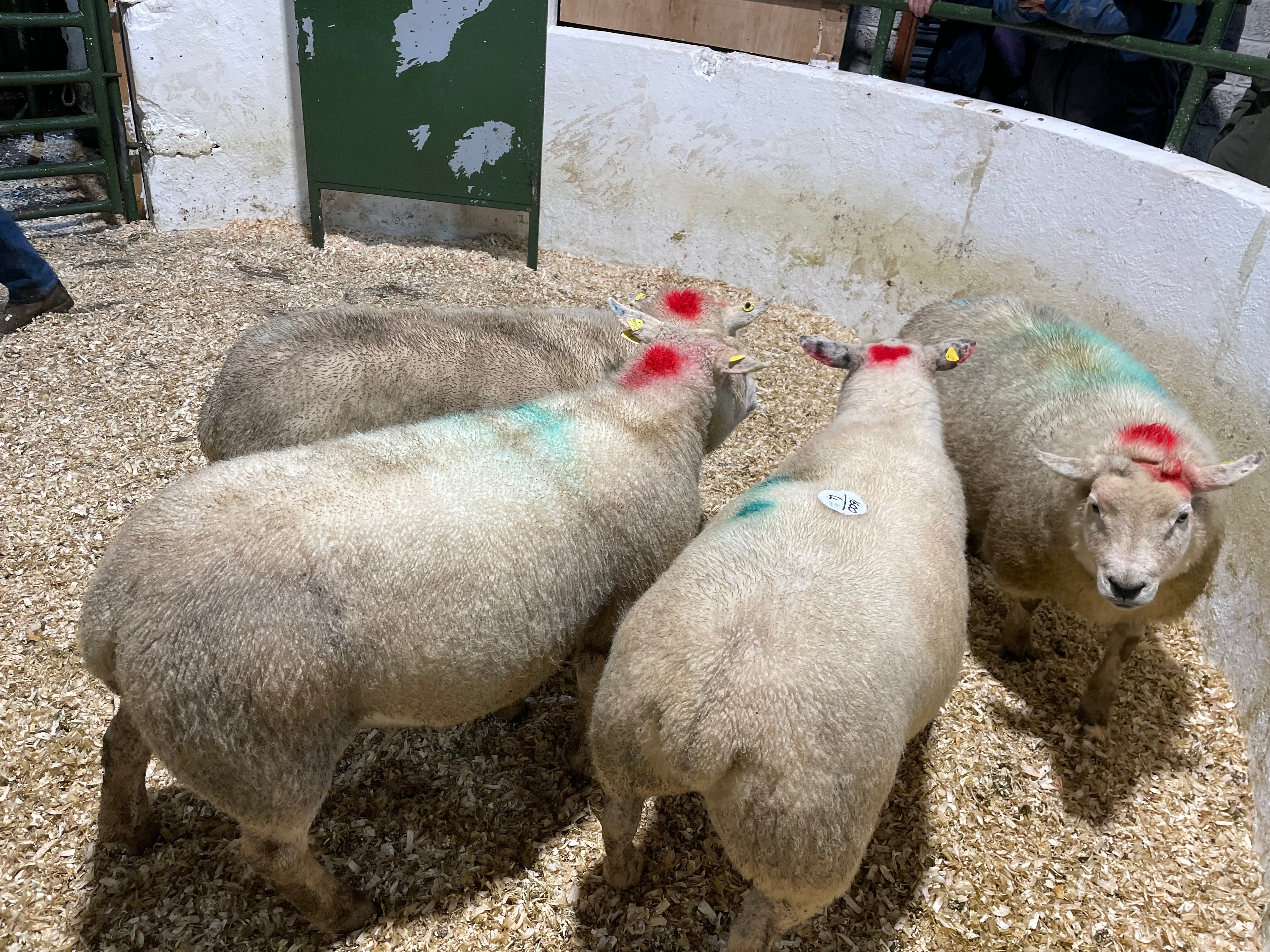 These four ewes all scanned carrying twins sold for €185/head
