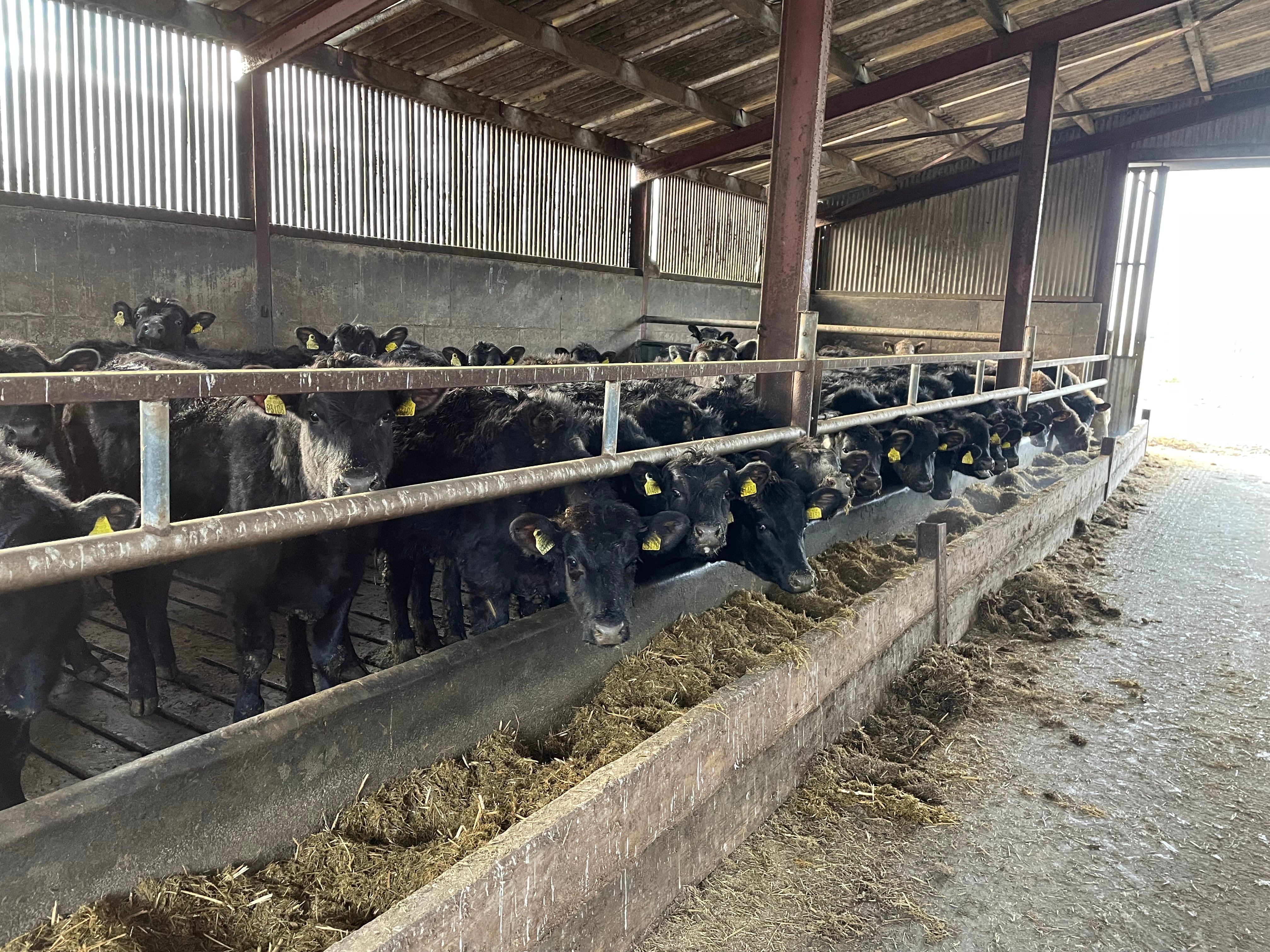 Some of the 2023 born cattle on the farm