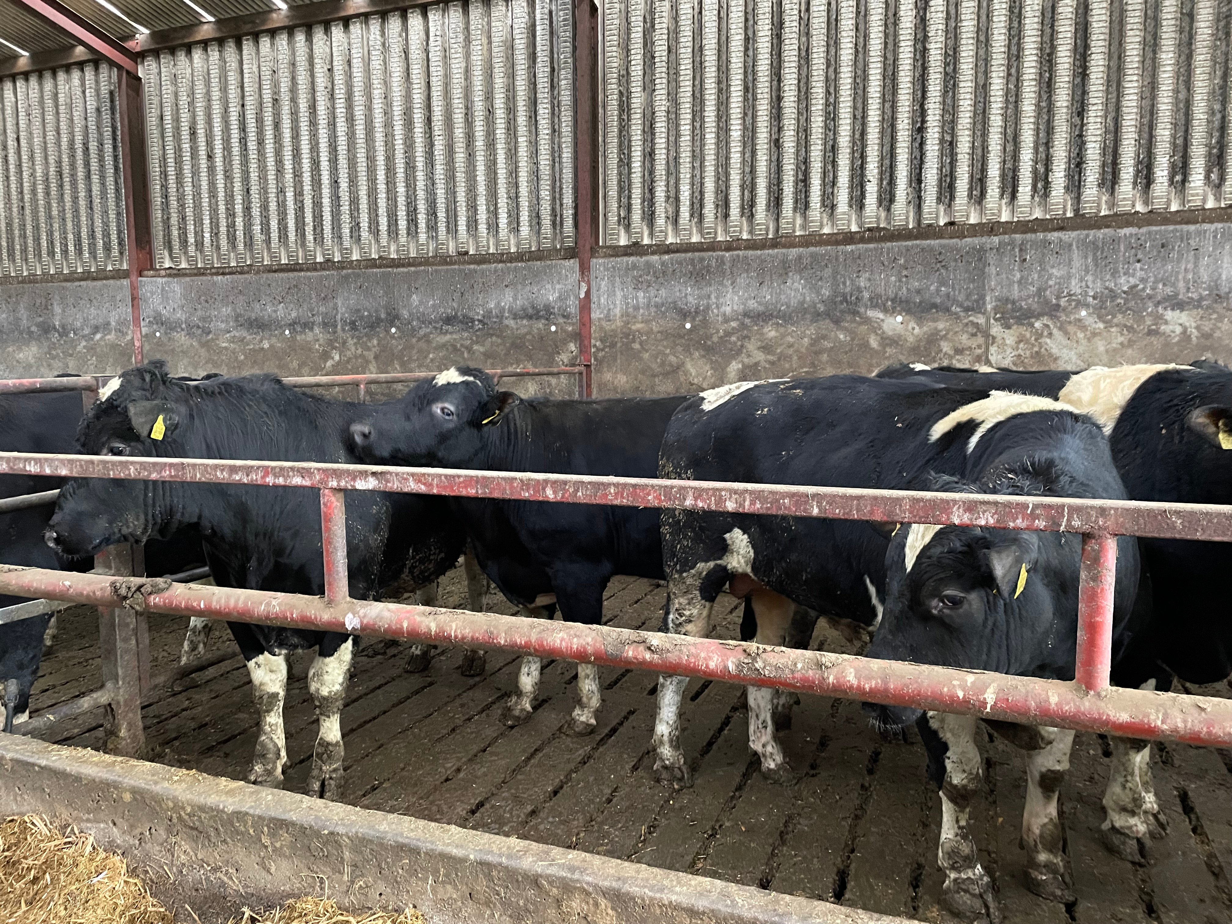 Friesian bulls on the farm