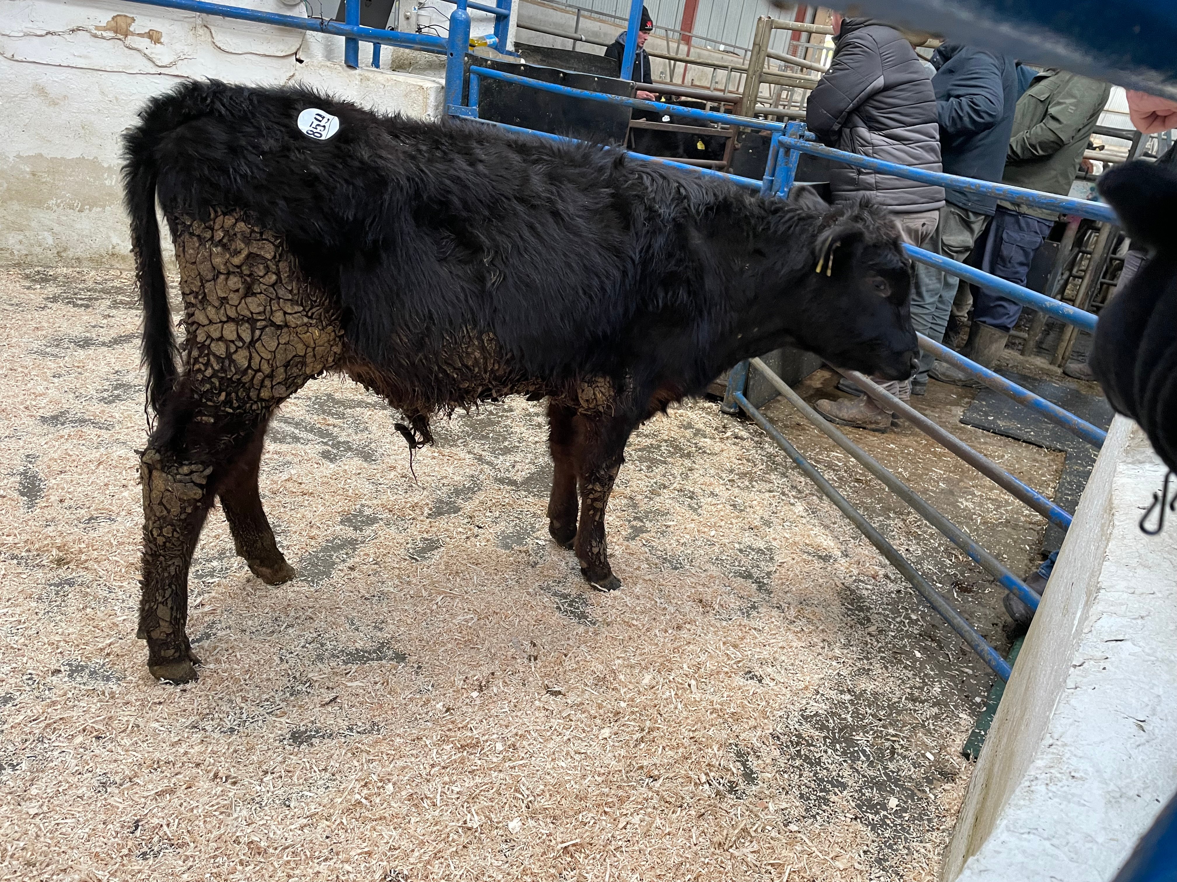 This 180kg Angus bull sold for €415