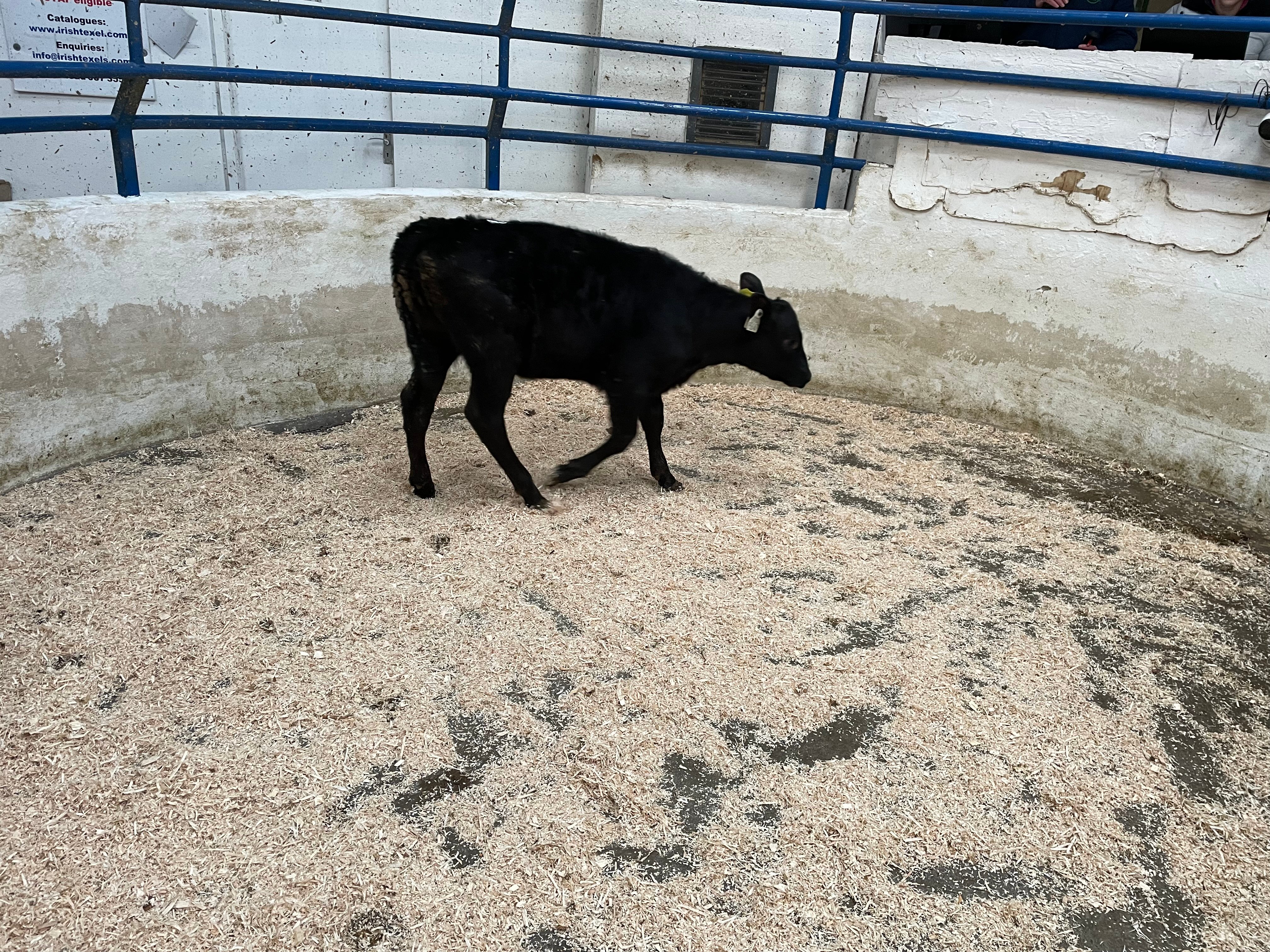 This 112kg Angus heifer calf sold for €335