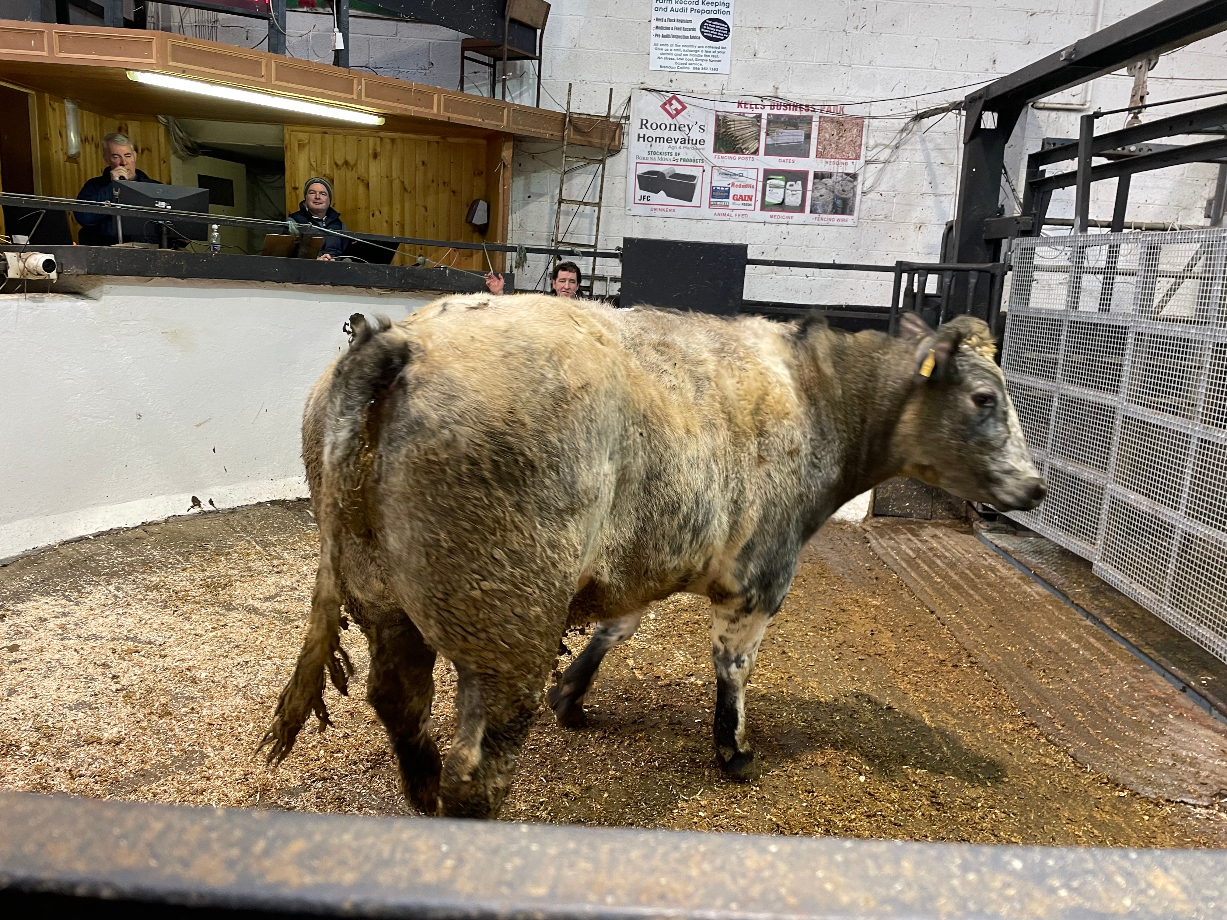 This 805kg Belgian Blue bullock sold for €2,400