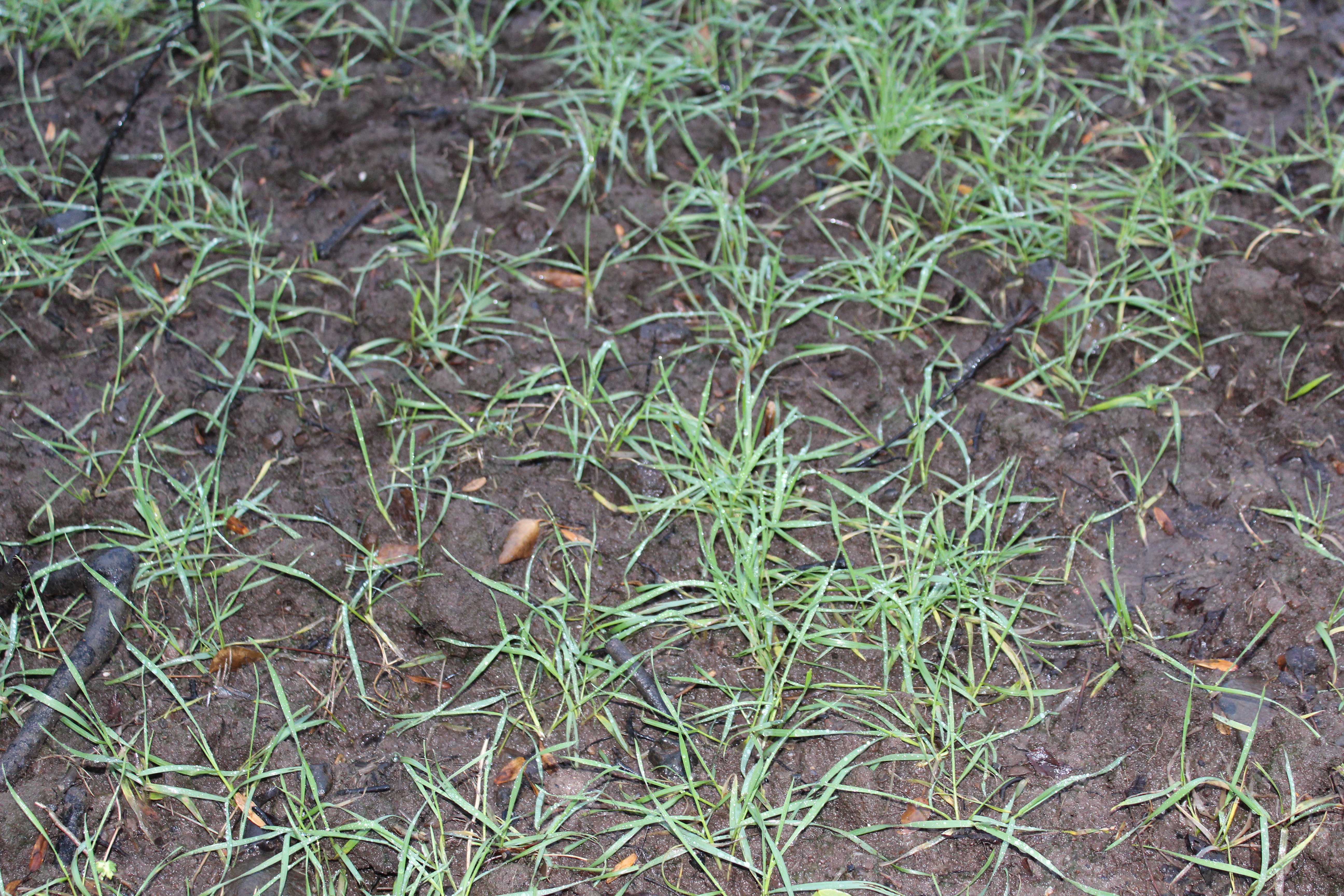 A crop of Spearhead winter wheat, now well established in Killead