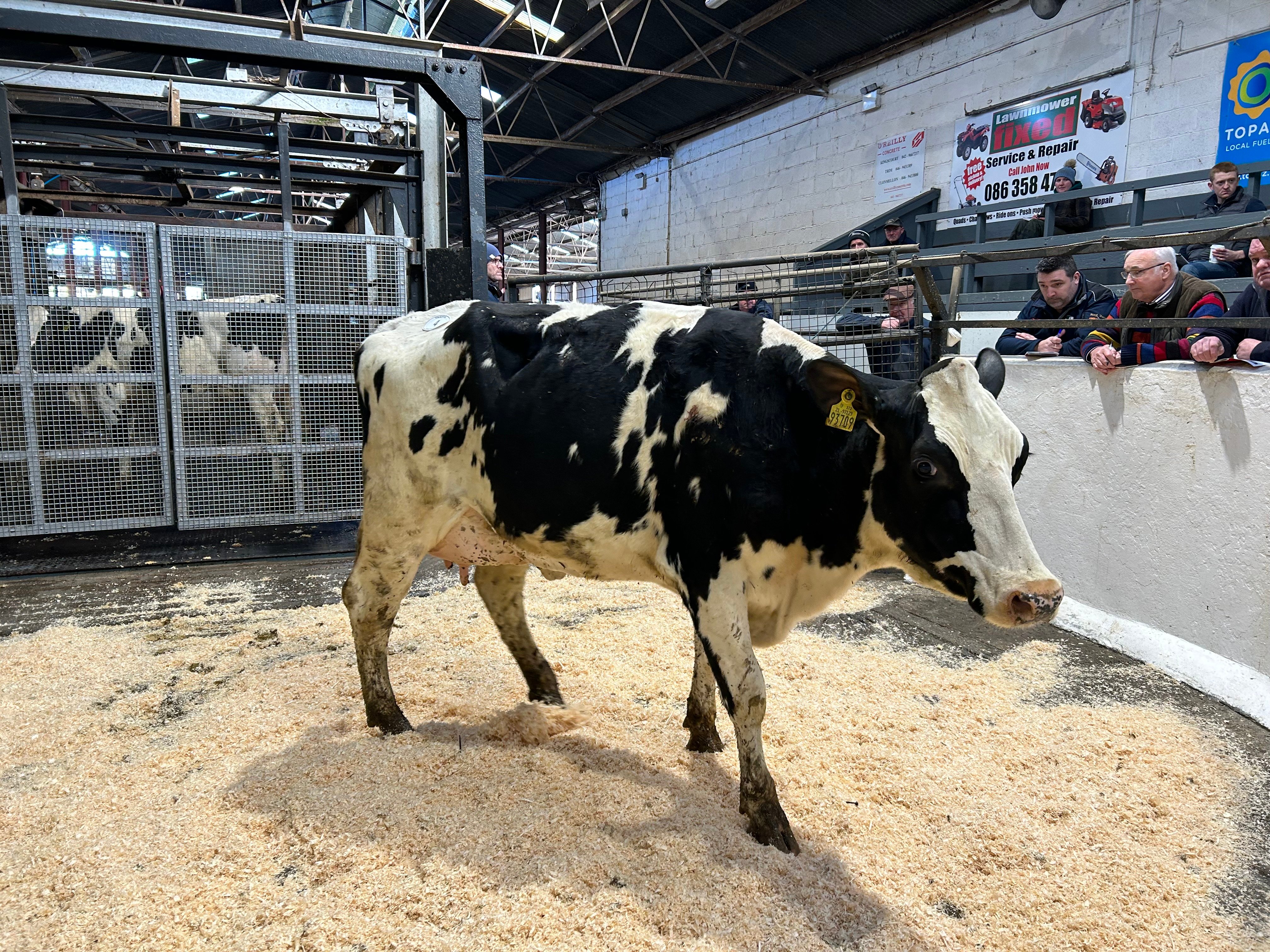 Lot 4: Ballyelan Alphaman Lilly 3709, sold for 2,450gns