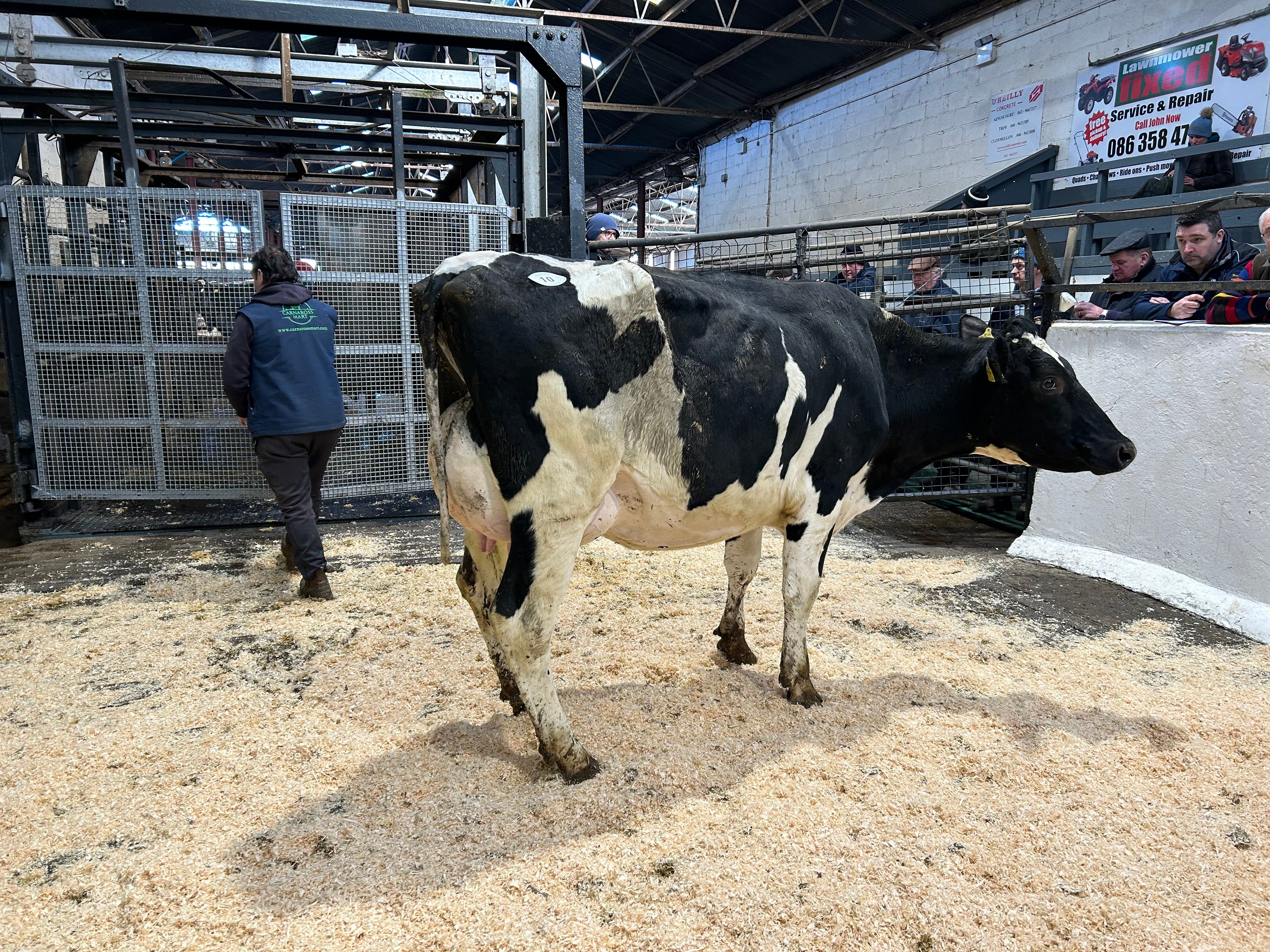 Lot 10: Cornboro Jedi Ellymae, sold for 2,220gns