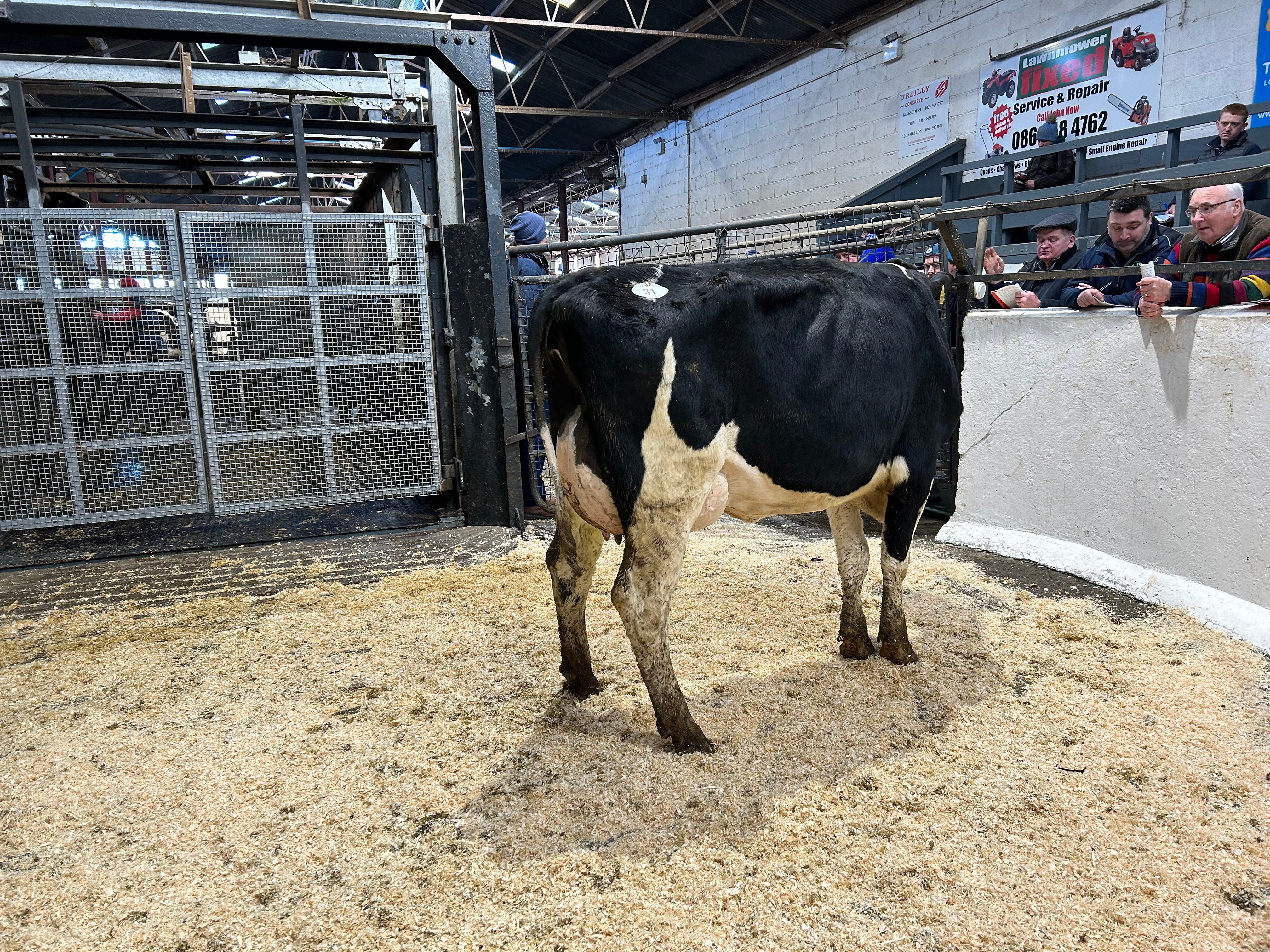 Lot 31: Ballyelan Perseus Greitje 3682, sold for 3050gns