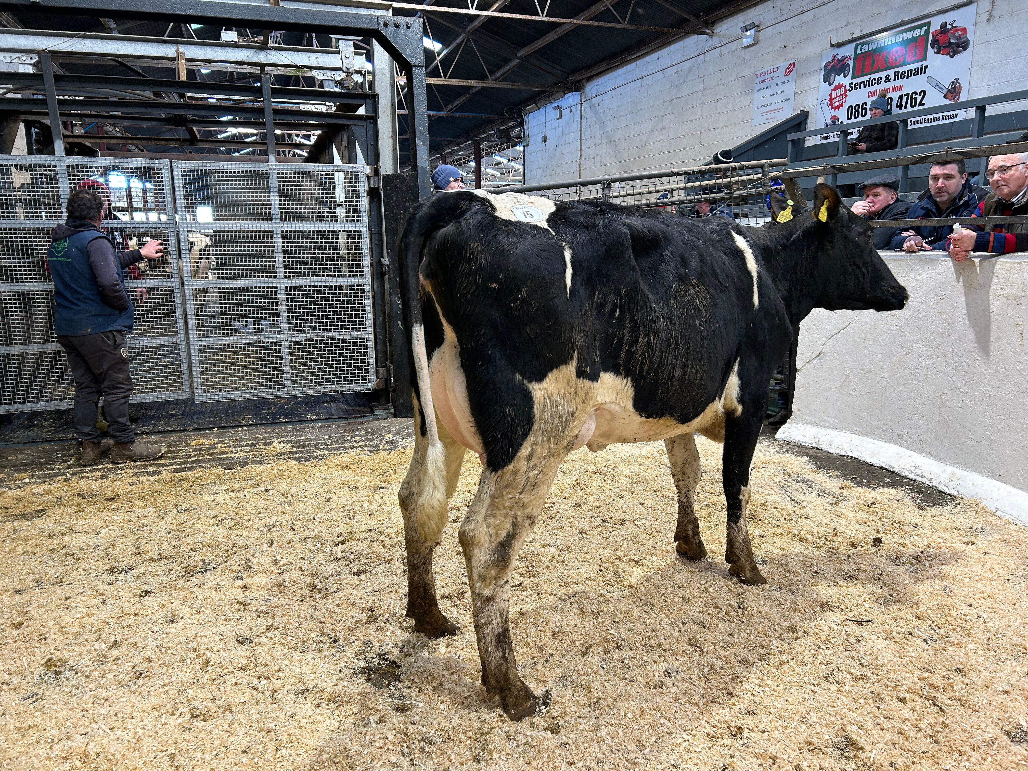 Lot 75: Ballyelan Massey Lustre 3711, sold for 2,620gns