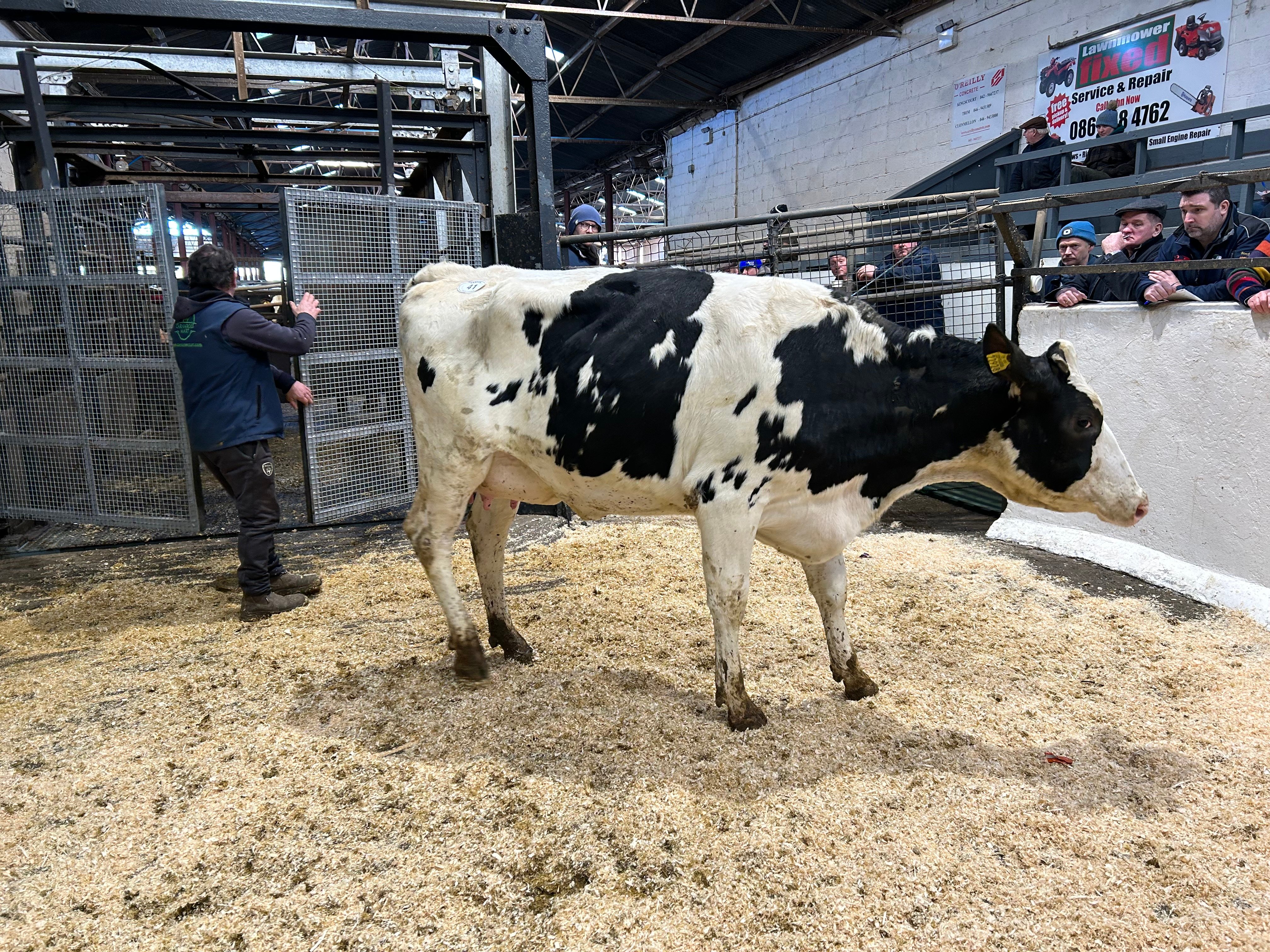 Lot 41: Ballivor Popular Elsa, sold for 2,650gns