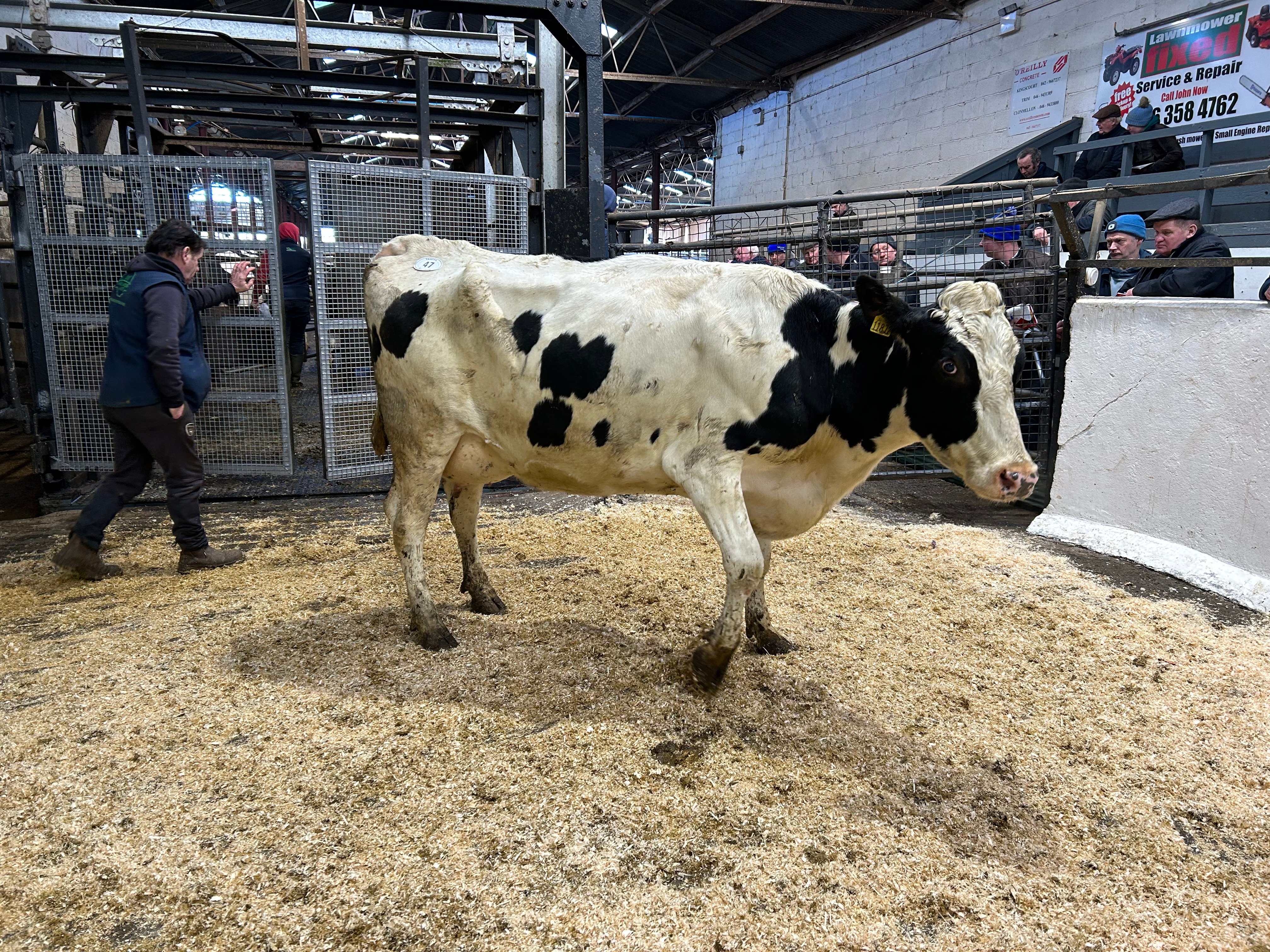 Lot 47: Roydale Muriel 63 1872, sold for 2,600gns