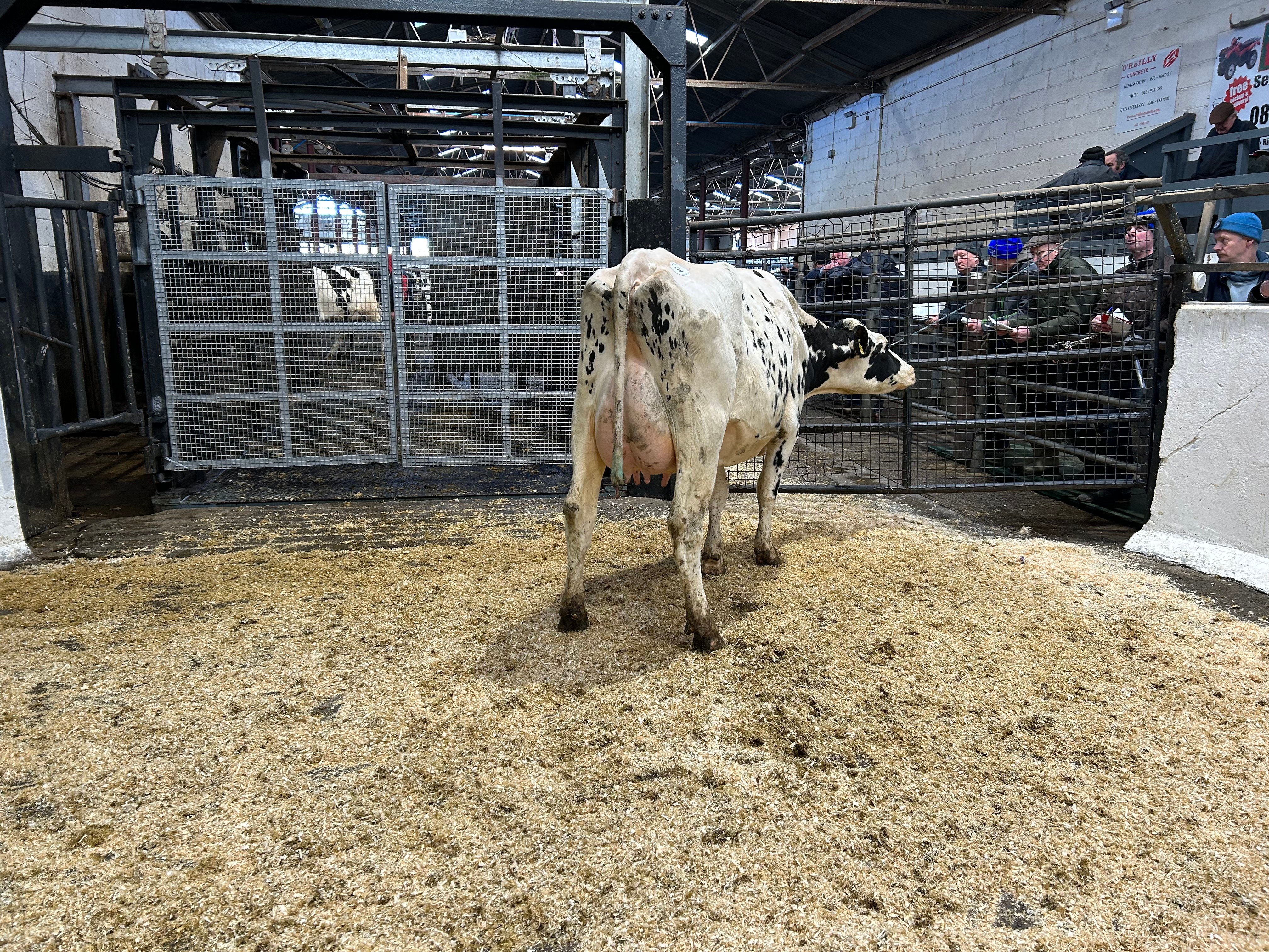 Lot 52: Cornboro Shottle Elsie, sold for 3,050gns
