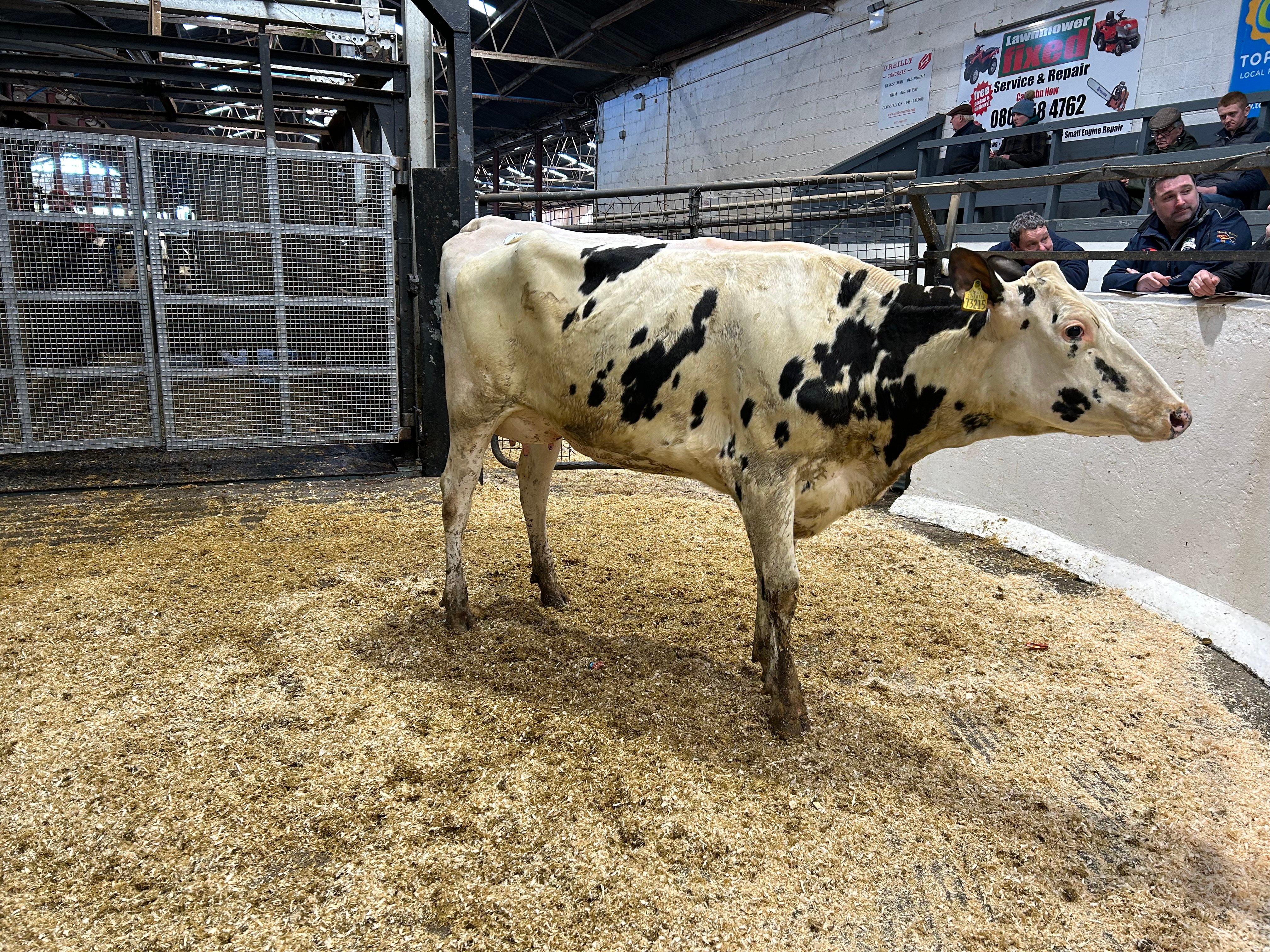Lot 78: Ballivor Perseus June 4, sold for 2,500gns