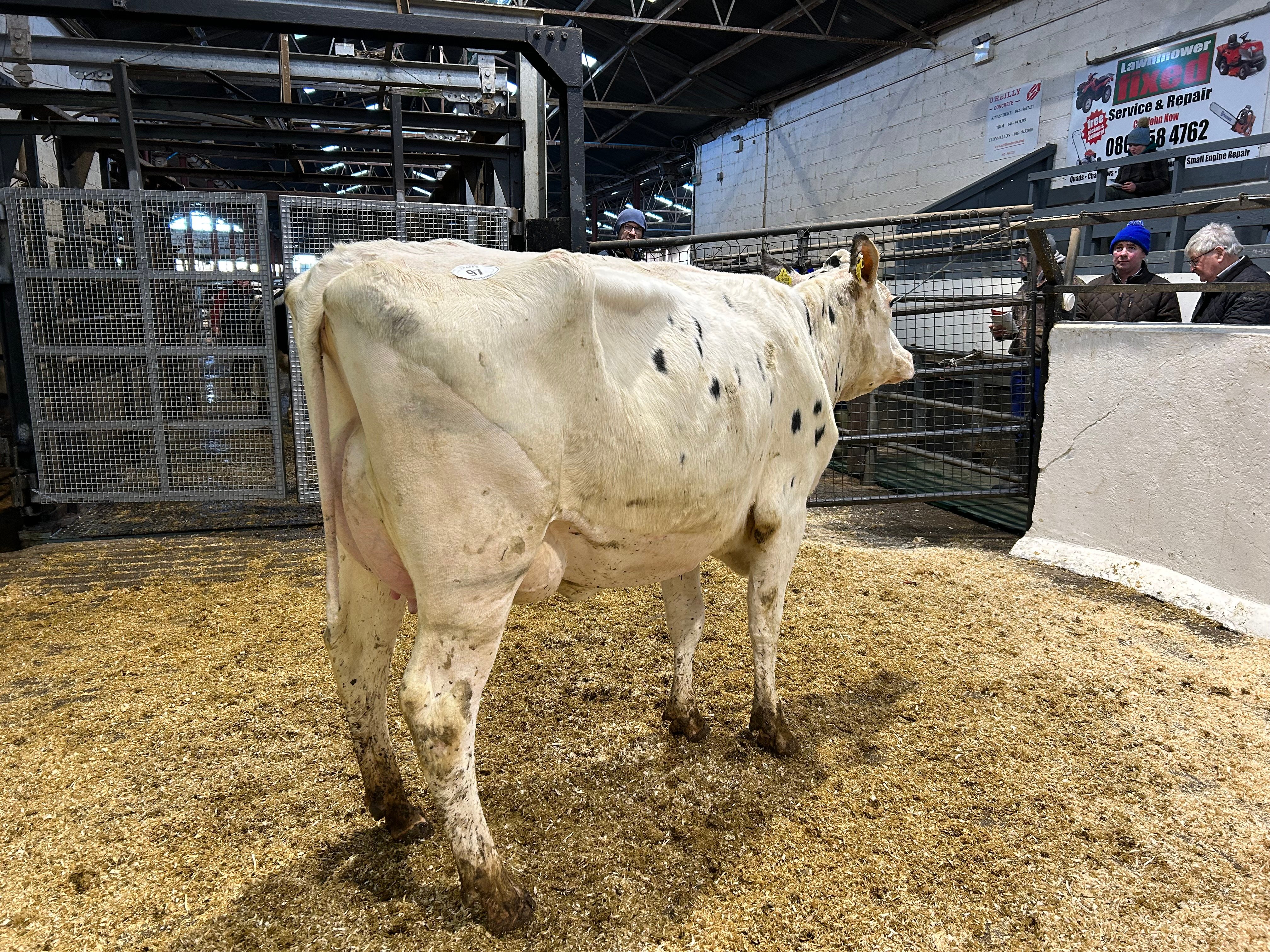 Lot 97: Ballivor Popular 2924, sold for 2,900gns