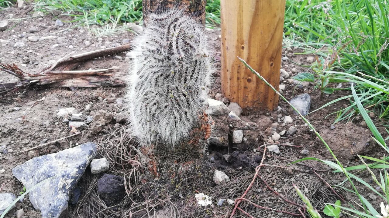 Caterpillars of the invasive species, the oak processionary moth (Thaumetopoea processionea) Source: DAFM
