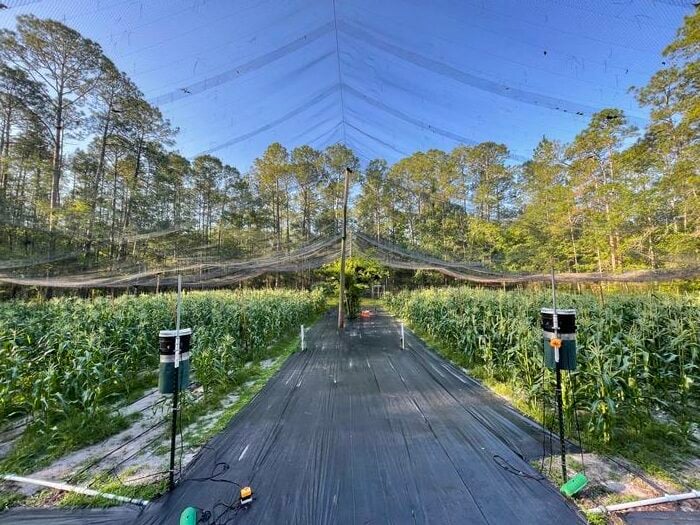 Laser 'scarecrows' set up in experimental flight pen (to left and right of image). Source: University of Florida