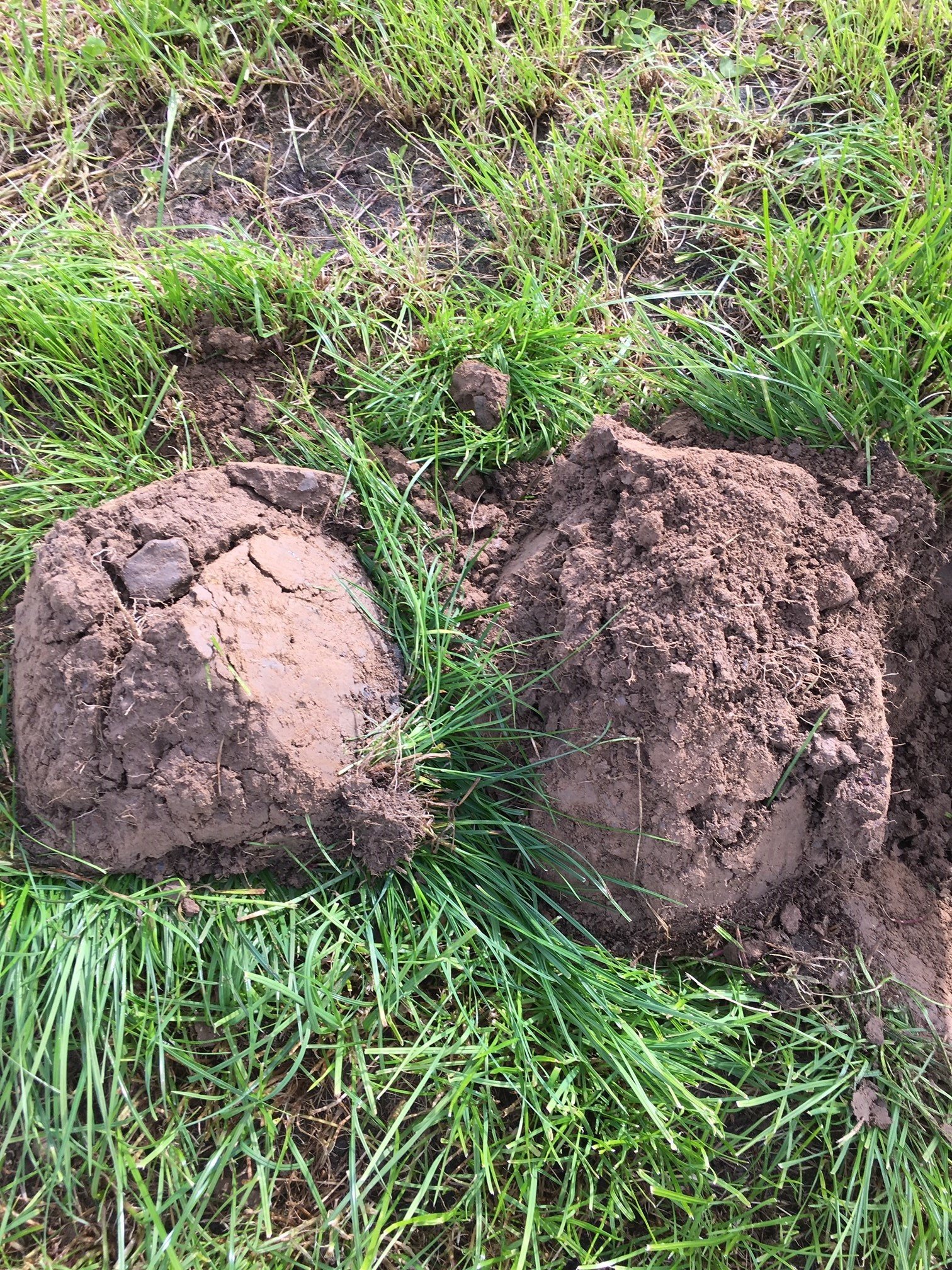 No Sobac product on the sample to the left, two applications to the sample on the right