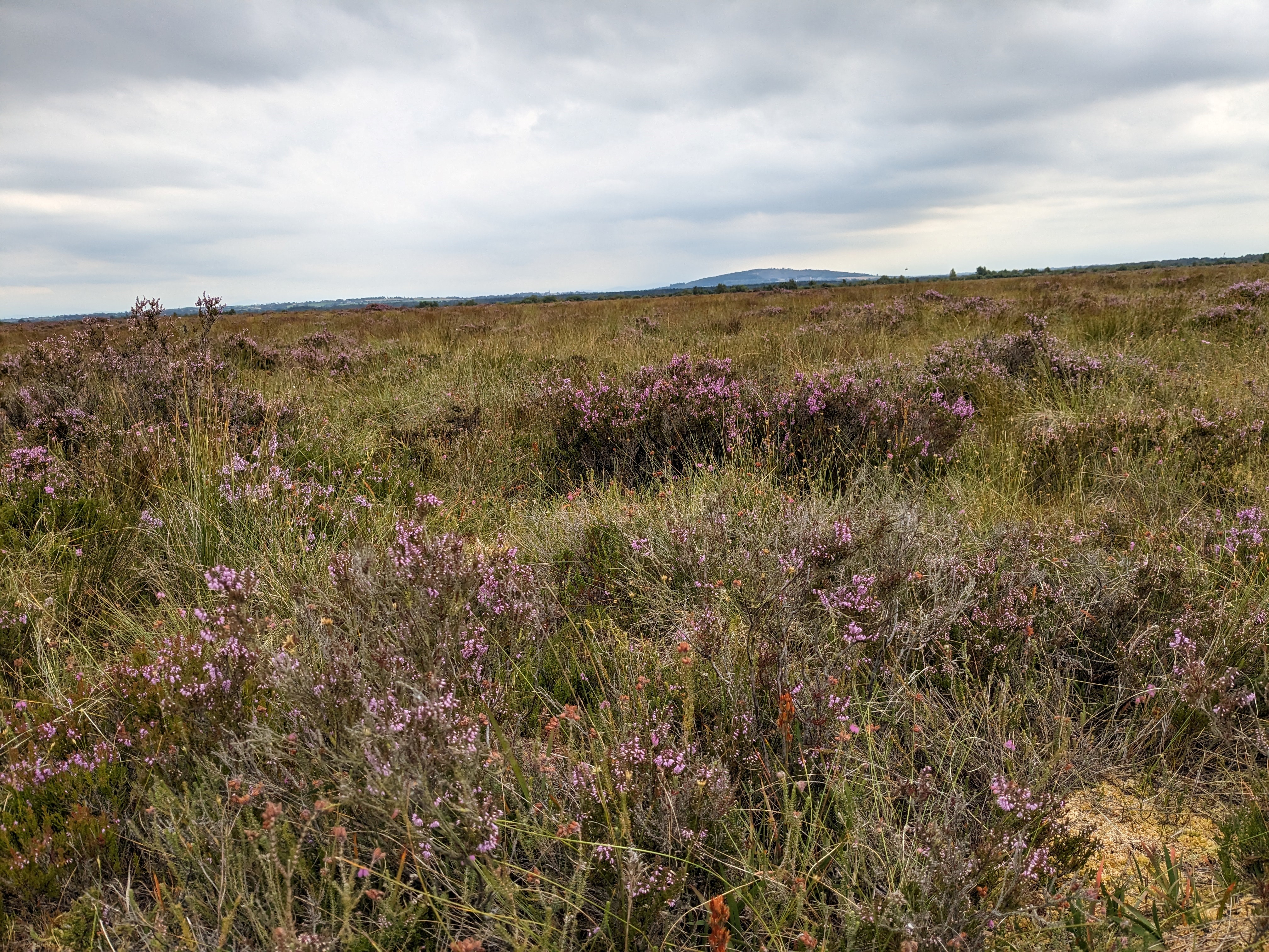 Lodge Bog. Source: The Irish Peatland Conservation Council (IPCC)