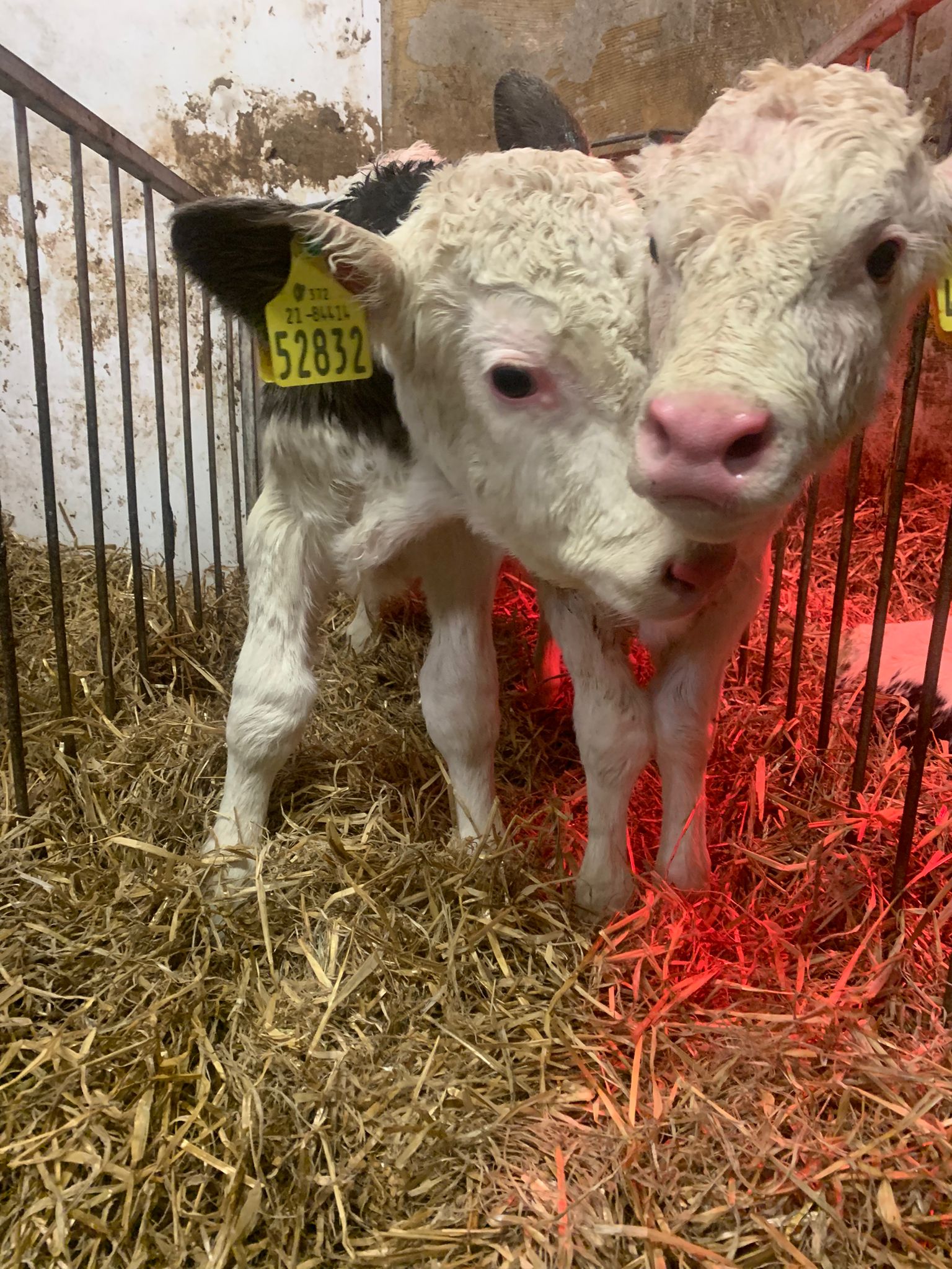 The Fleckvieh bull and the Belgian blue heifer were born on farm yesterday. Source: Francis Hogan