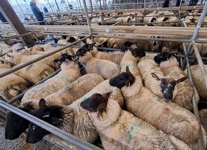 Image source: Ballinrobe Livestock Mart