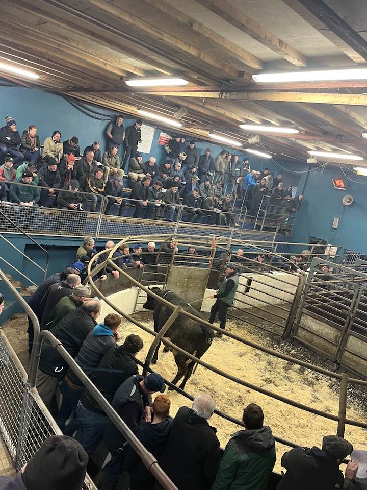 Dispersal sale at Castleisland Mart Source: Castleisland Co-op Livestock Mart