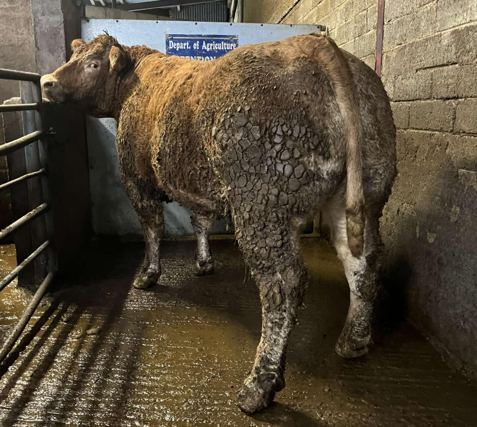 This 980kg Limousin cow sold for €4,020. Image source: Dowra Mart