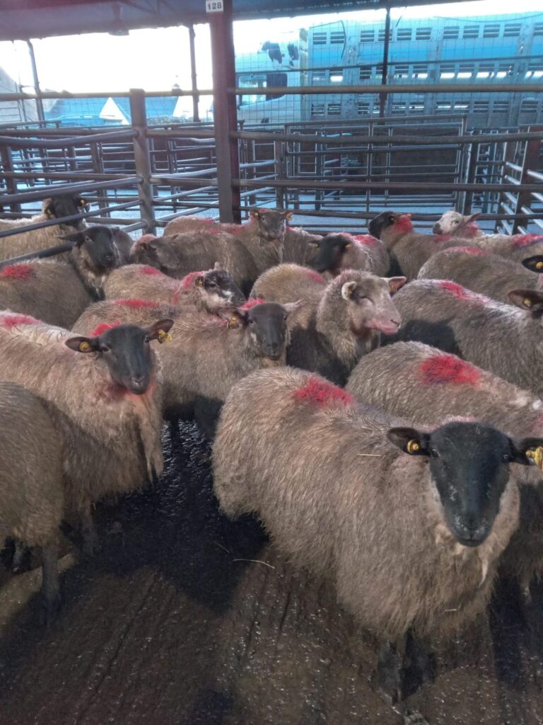 14 ram lambs at 50kg sold for €157 each.Source: Dowra Mart Ltd.