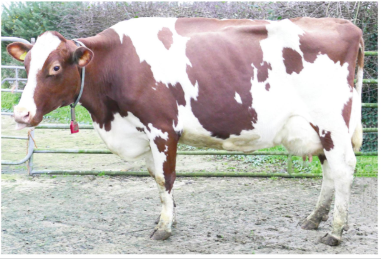 Lot 18: Willofarm Aladdin Pietje Red (VG87), sold for 2,700gns Image source: Taaffe Auctions